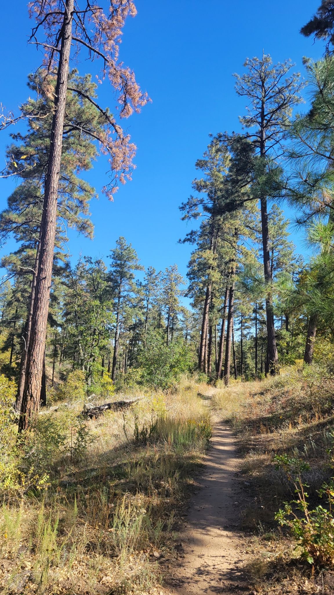 Dirt path through a sunlit pine forest with tall trees. - Williams Peak Trail – Skull Valley Overlook loop from White Rock TraIlhead