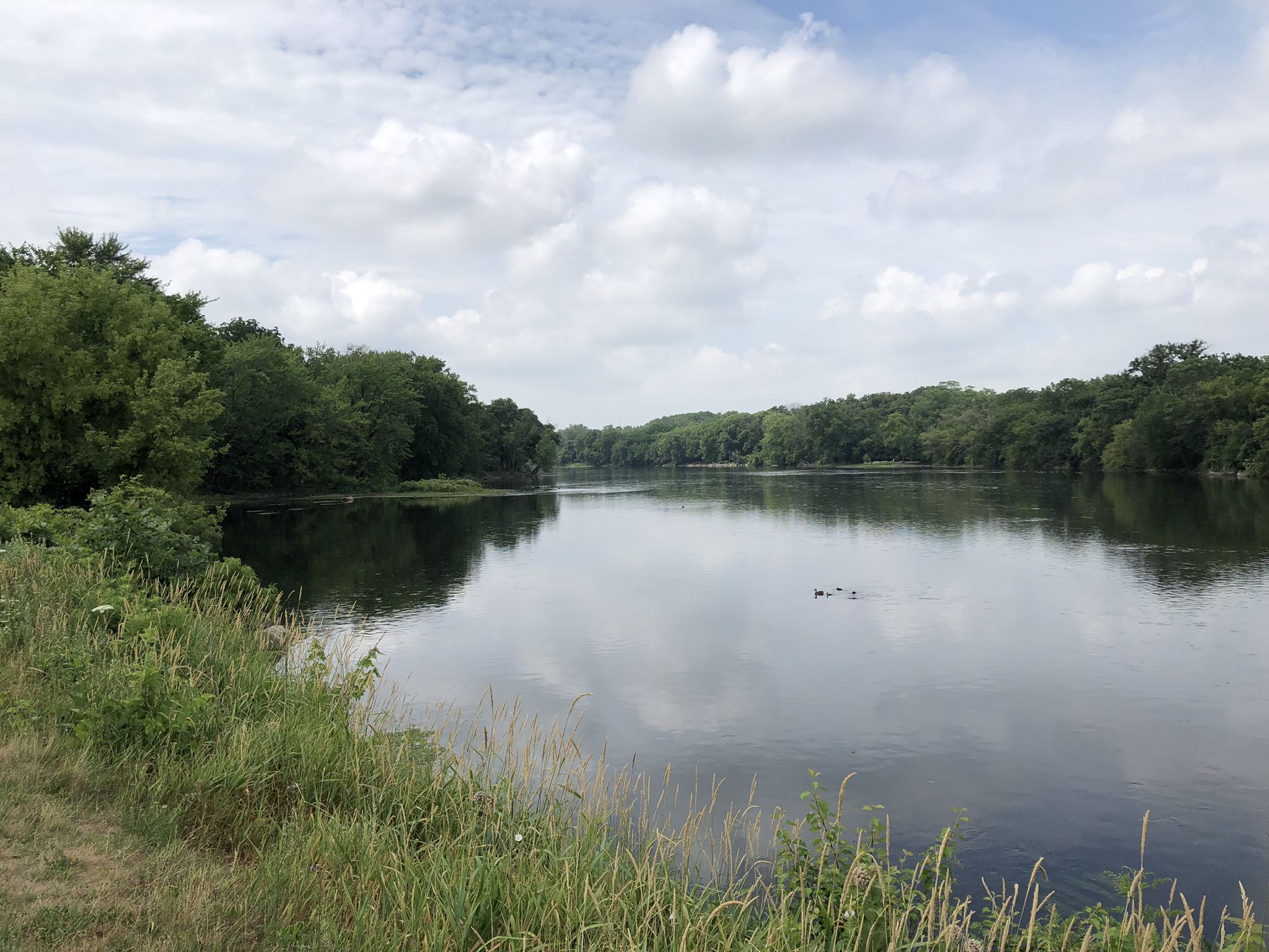 Calm lake with green trees, cloudy sky, and ducks swimming in the water. - Fabyan Forest Preserve – View of Fabyan Windmill loop from Naperville