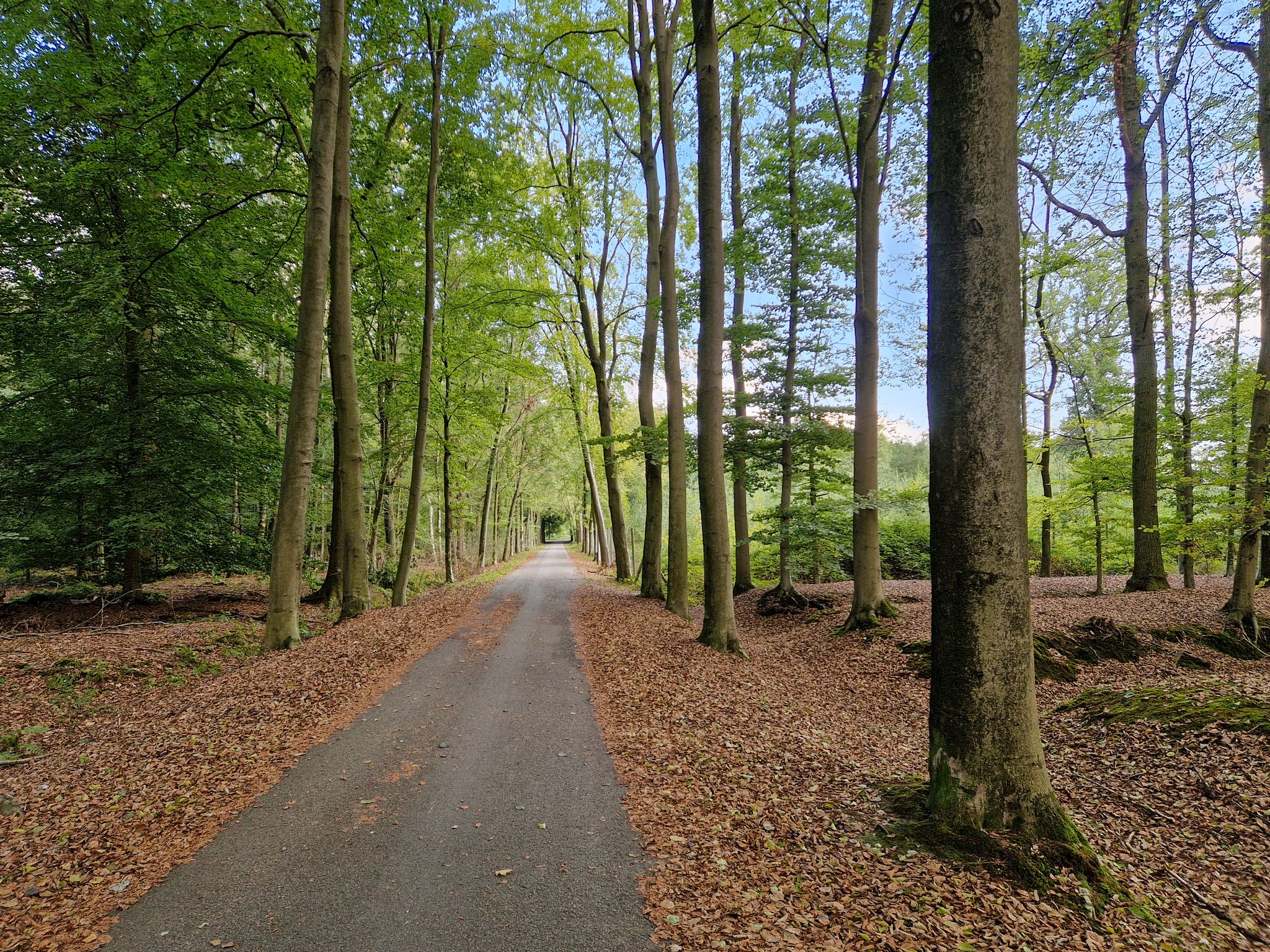 Door het Siesmeersbos bij Puyenbroeck