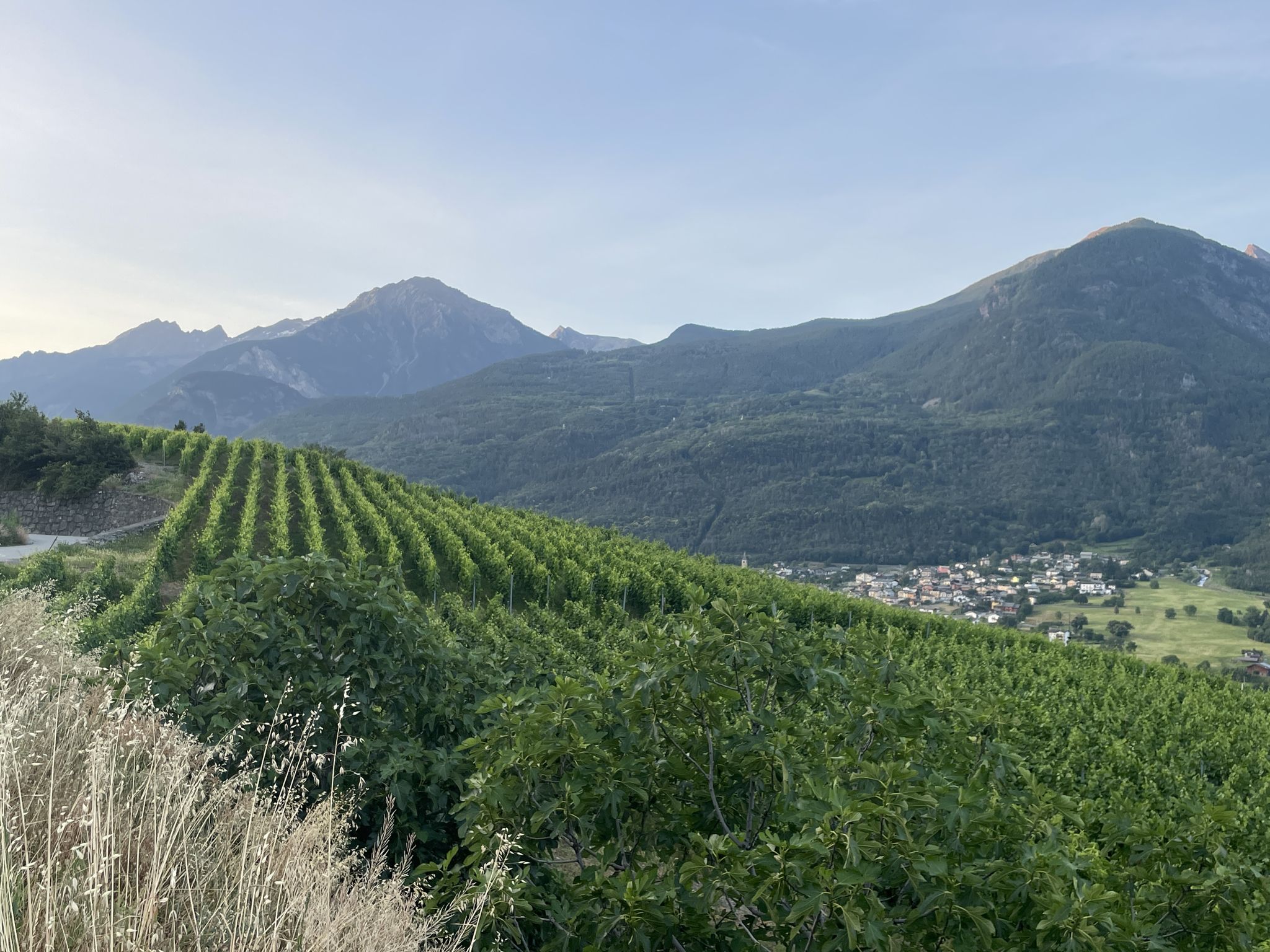 Vigne di Quart