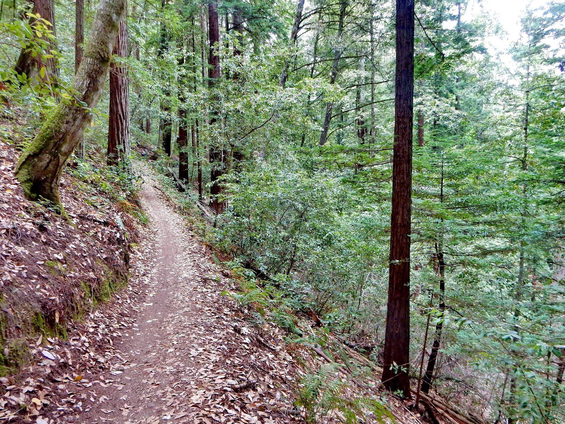 Narrow dirt trail winding through a dense, green forest with dappled light. - Tafoni and El Corte de Madera Creek Trail Loop