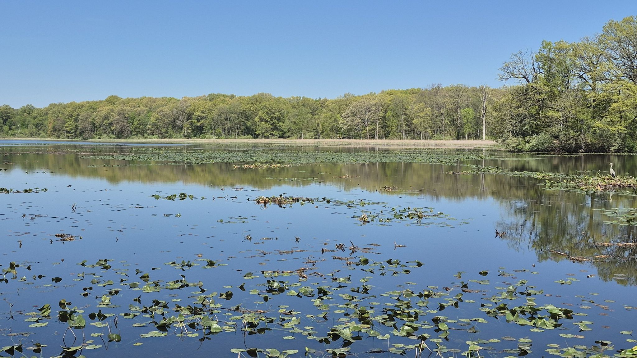 Expansive lake covered in lily pads, reflecting a clear blue sky and distant trees. - Wildwing Lake View – Kingfisher Lagoon loop from Kingfisher Lagoon