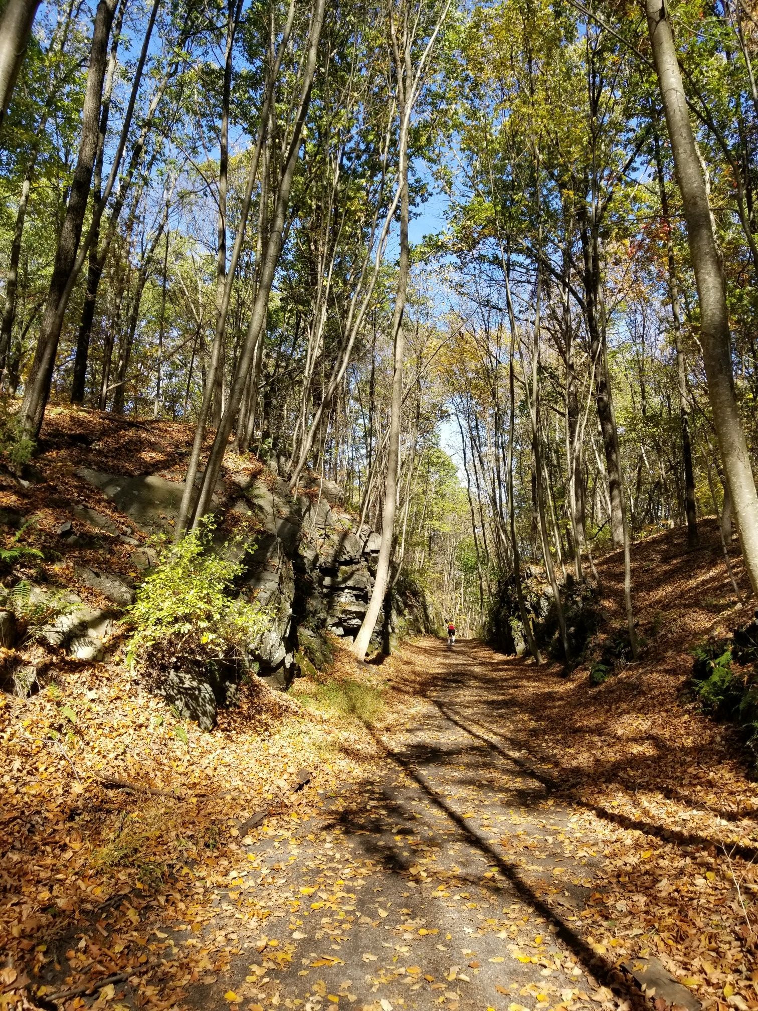 Sunlit forest path covered in autumn leaves, flanked by rock walls. - Whites Pond loop from Drakes Pond