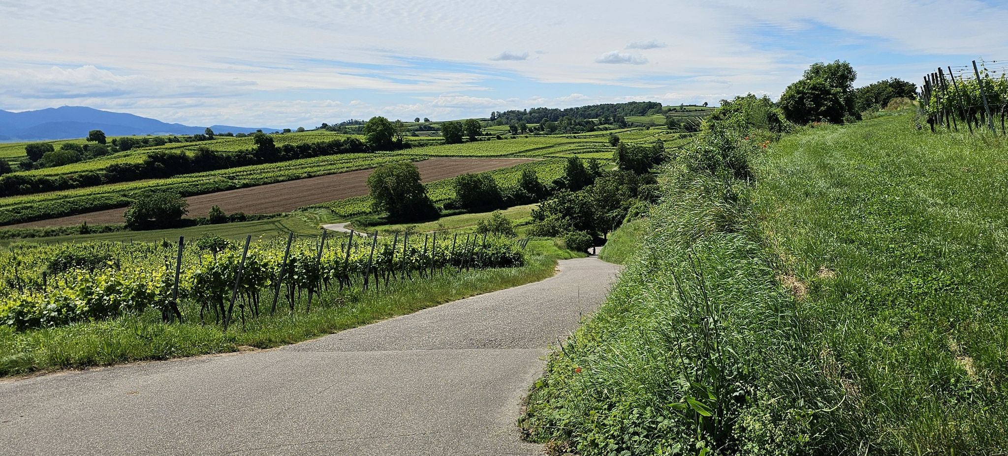 Weinberge sind steil, bis zu 15%