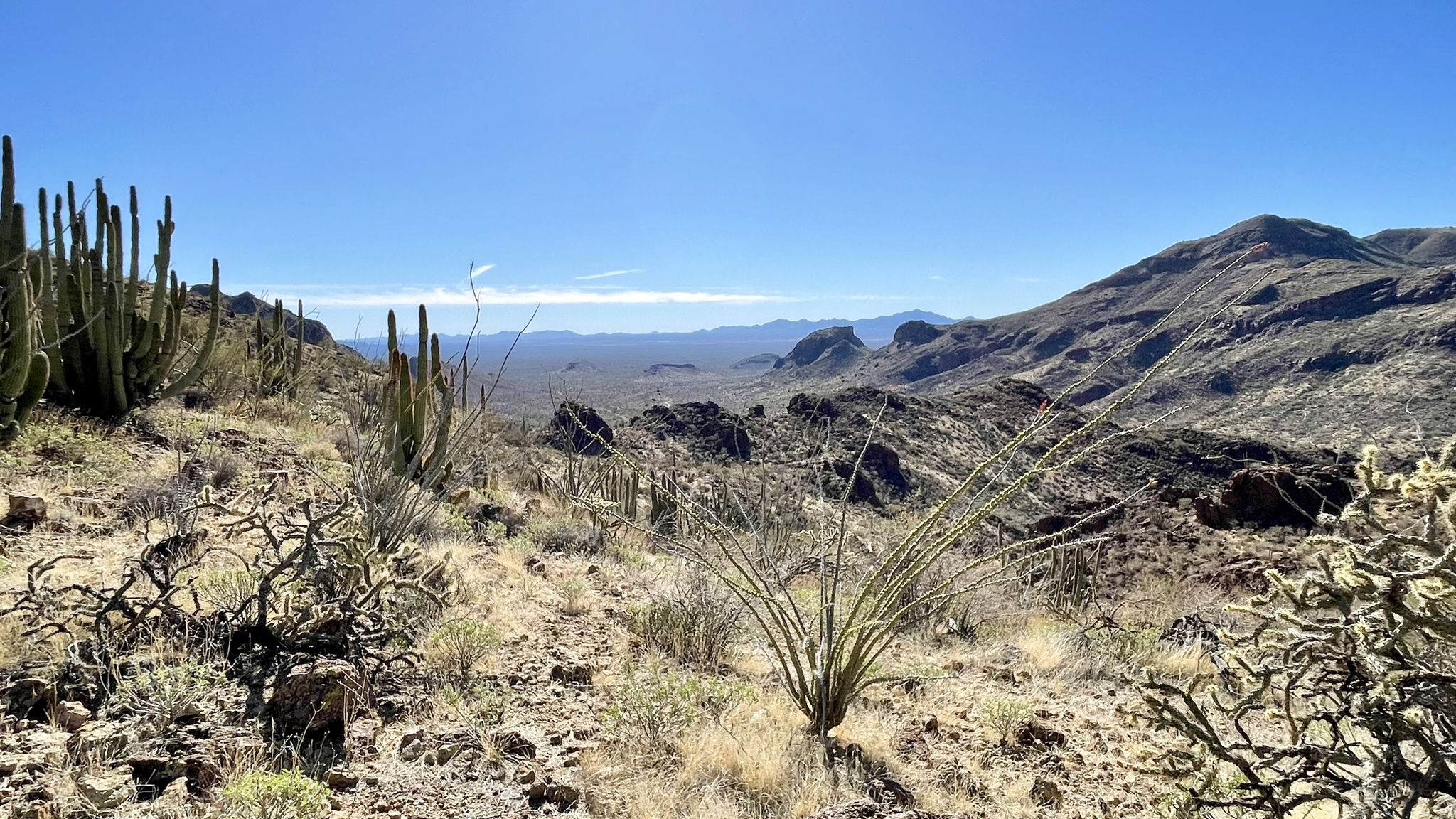 Desert landscape with diverse cacti, distant mountains, and clear blue sky. - Mount Ajo via Estes Canyon and Bull Pasture Loop
