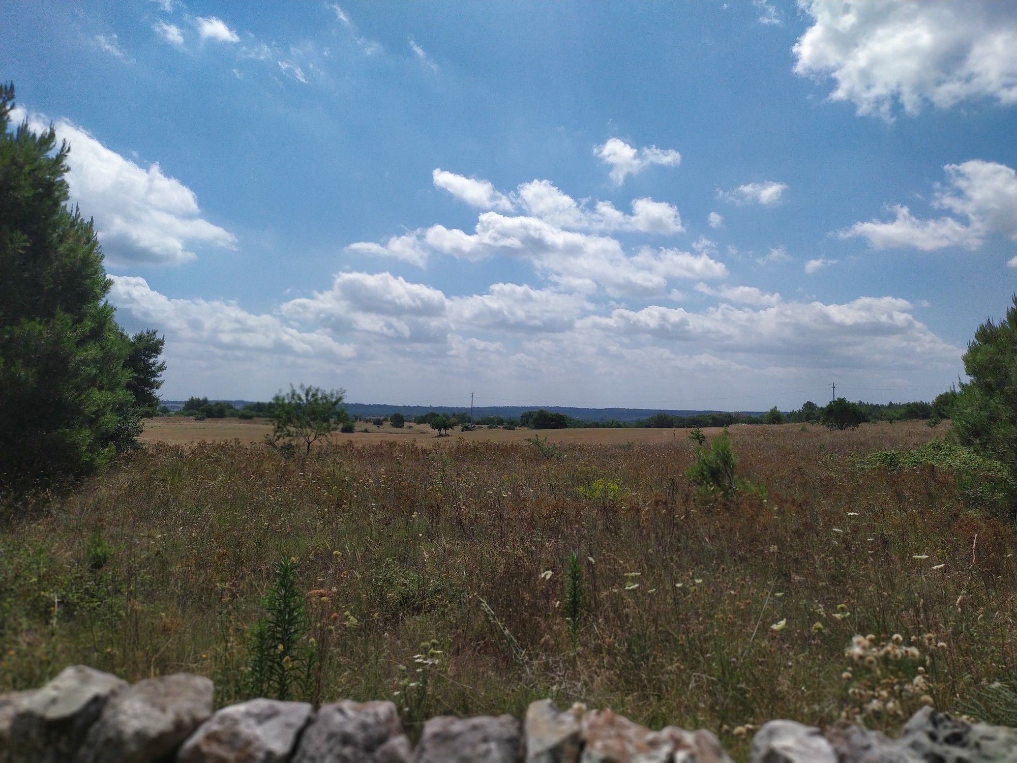 Murgia