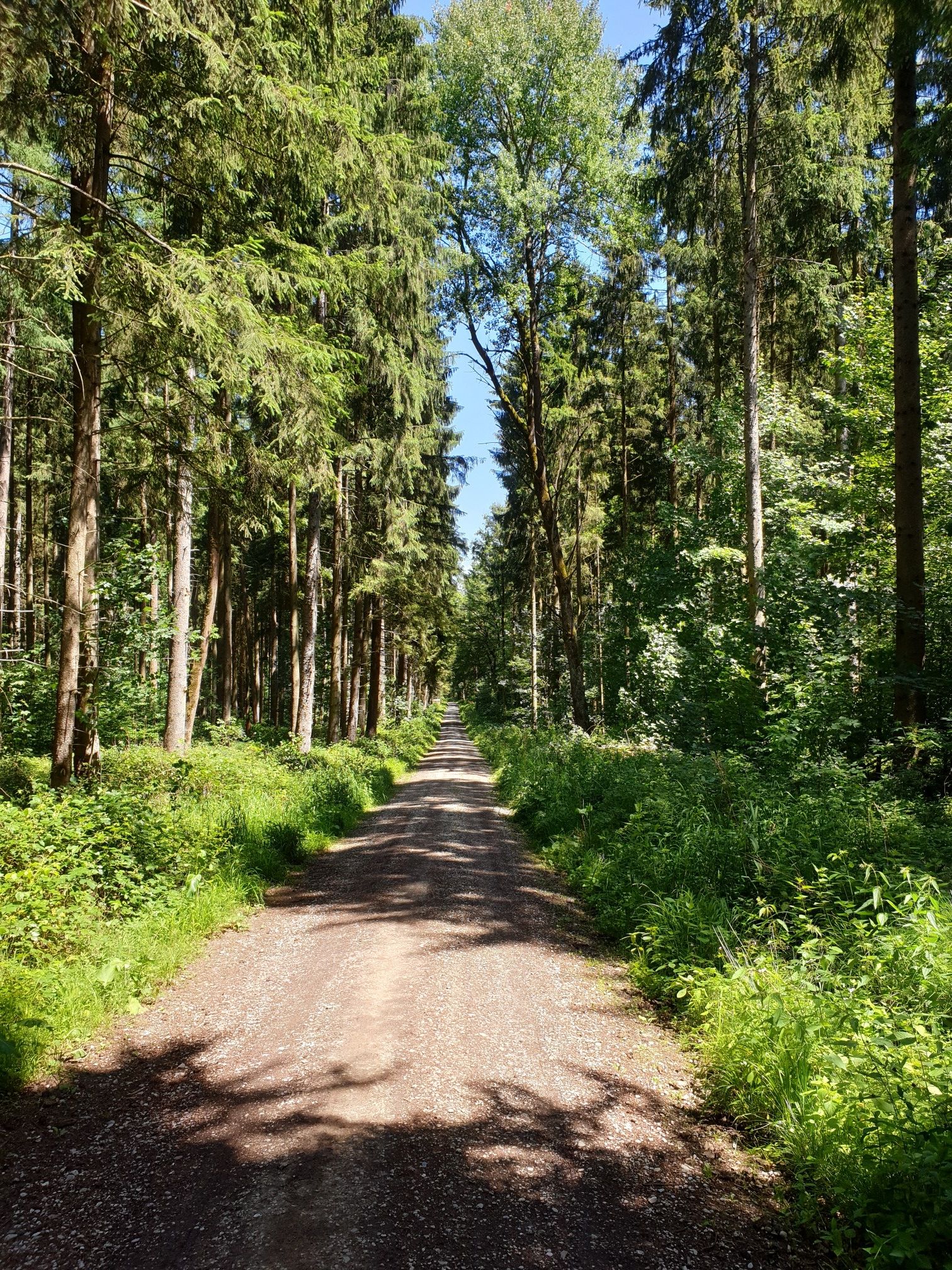 Waldtrail