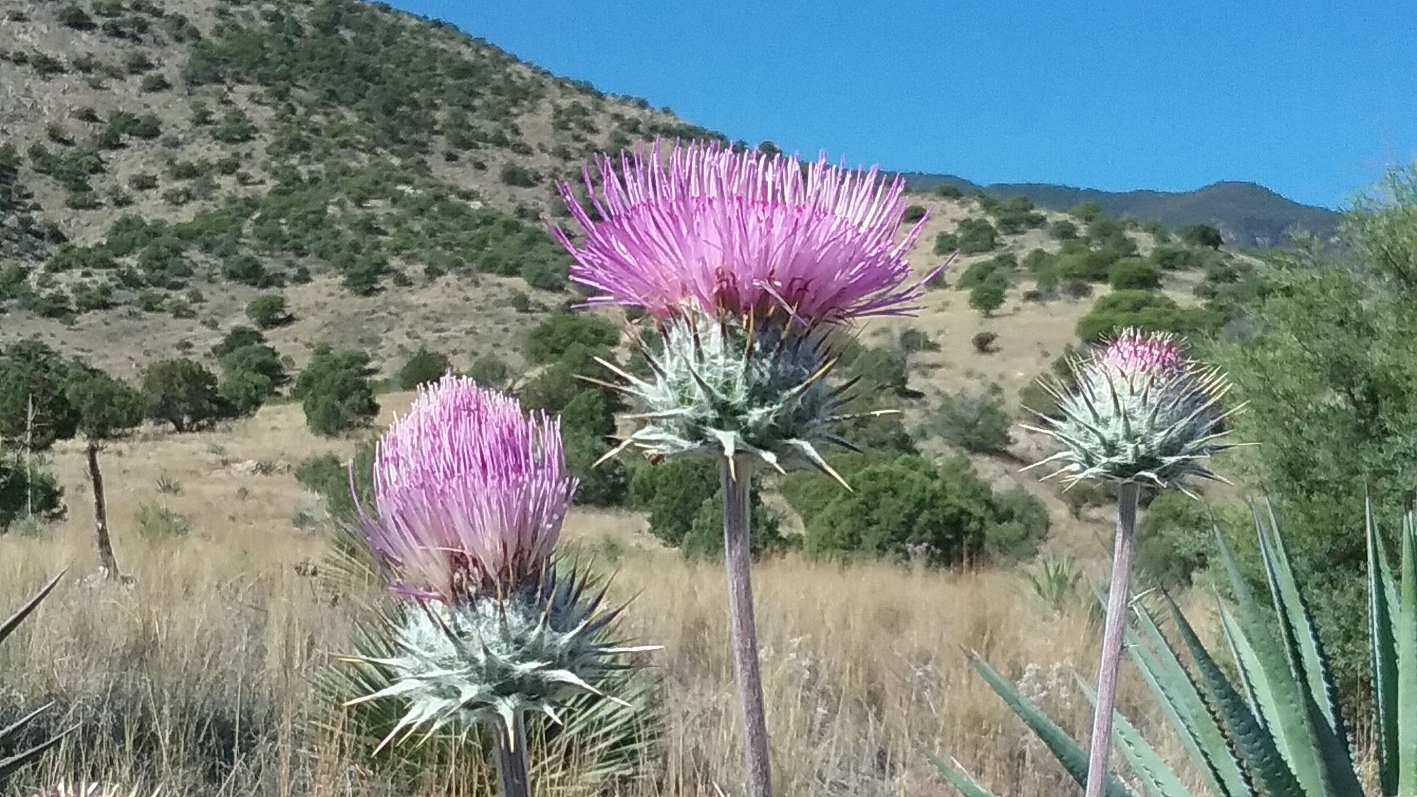 Three vibrant purple thistle flowers stand tall in a sunny, hilly landscape. - Brown Canyon Trail