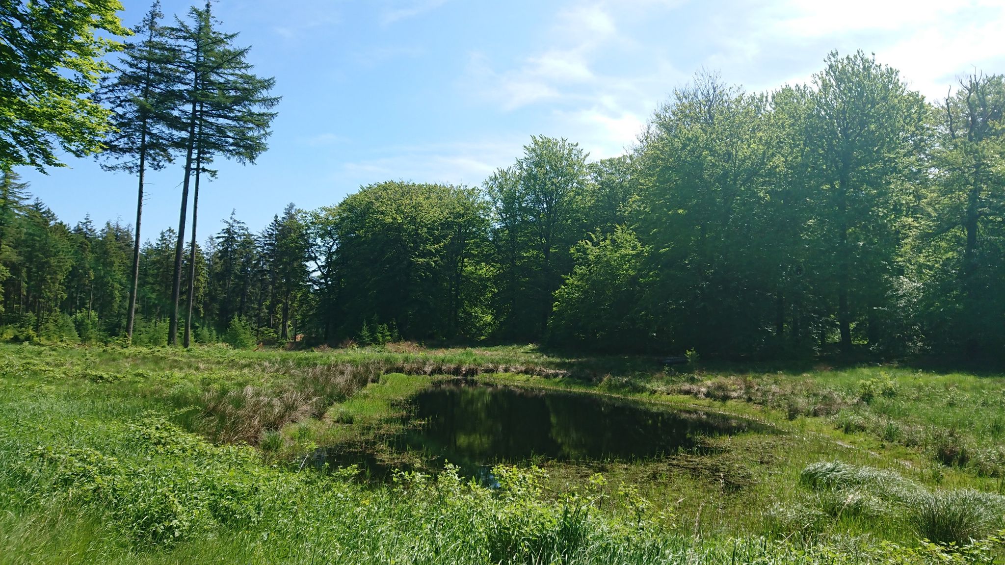 Lille skovsø