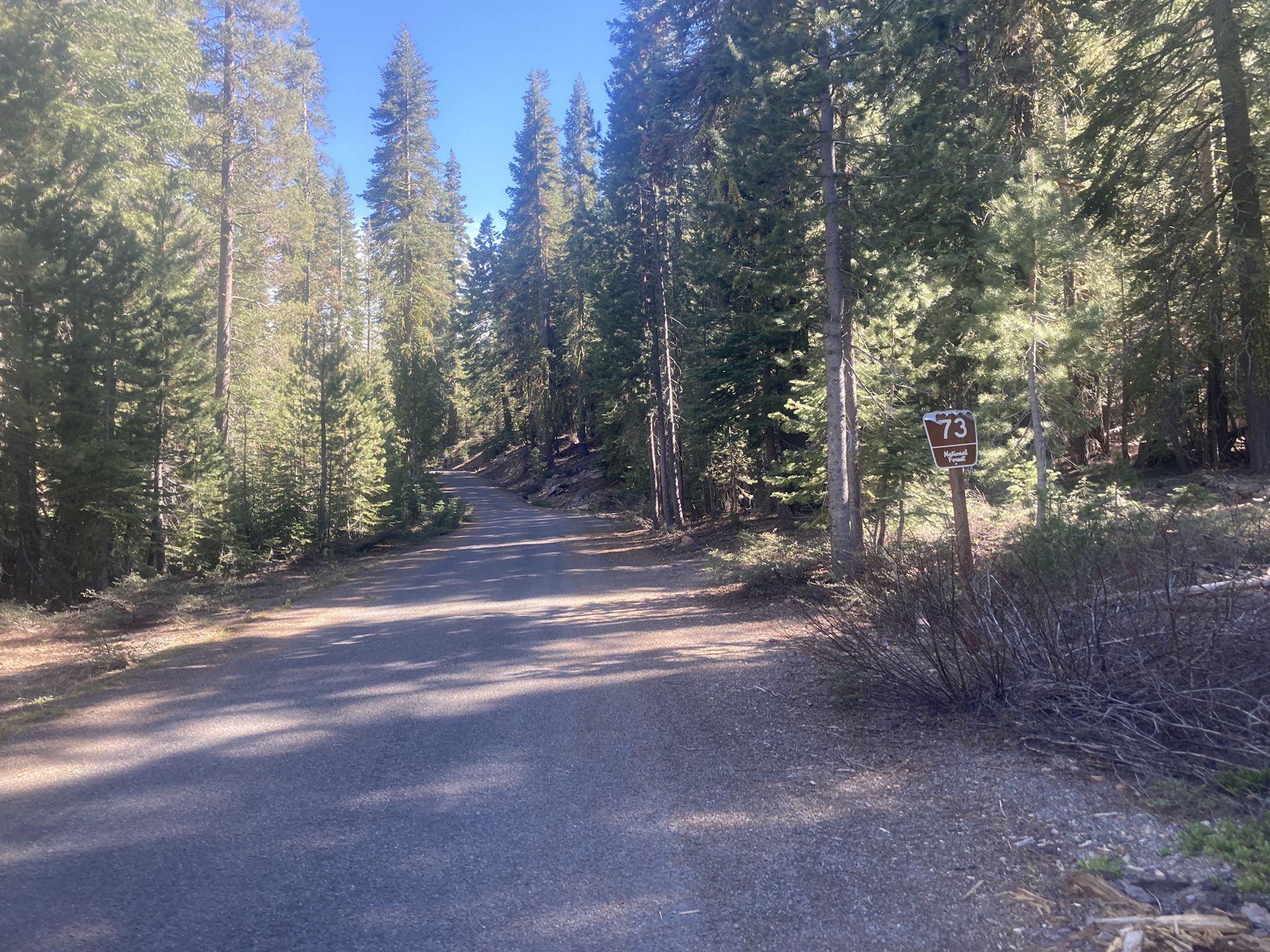 Paved road winding through a dense, sunlit pine forest. - Burton Creek State Park loop from Dollar Point