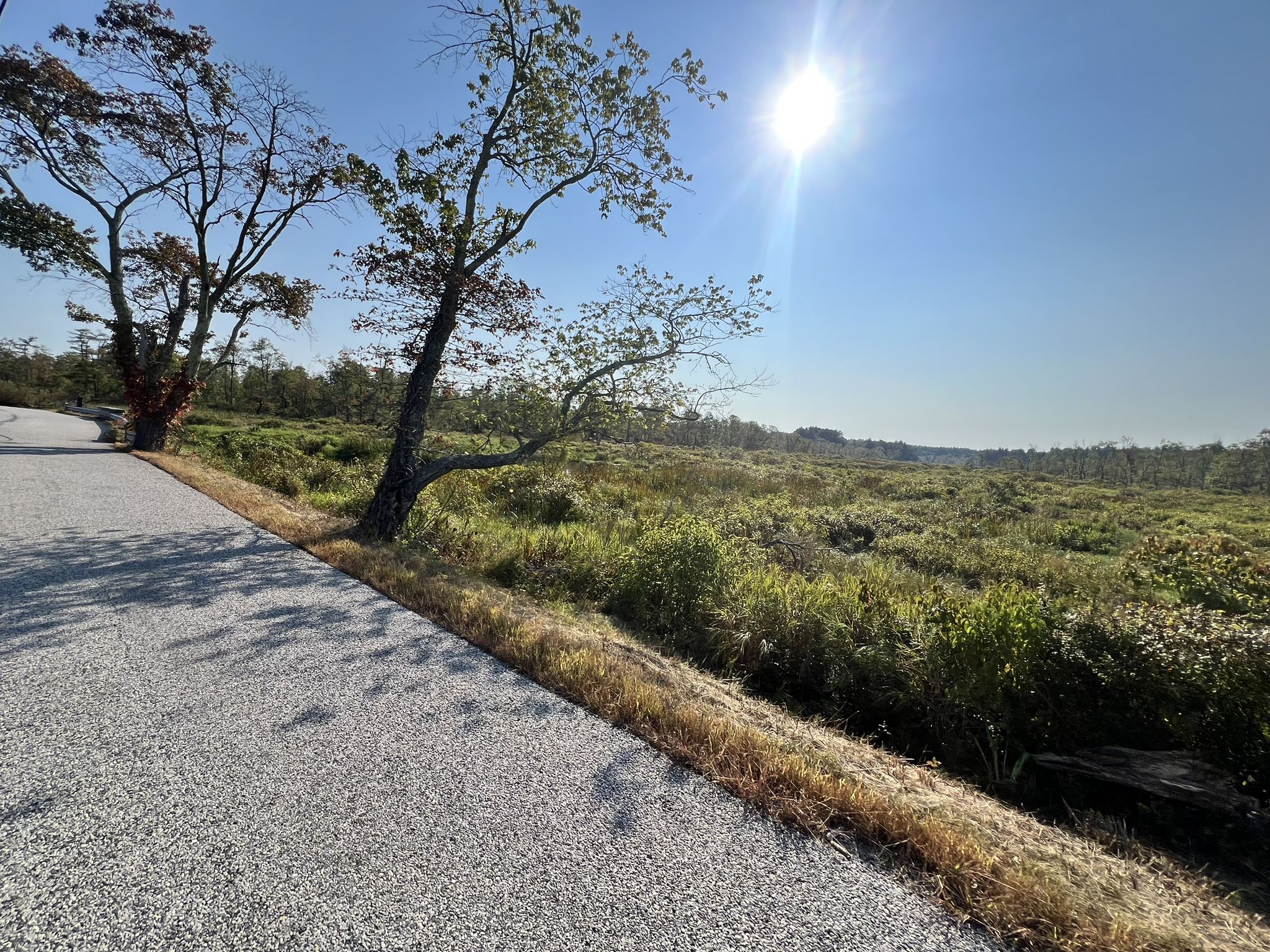 A paved road next to a vast sunny marshland with leaning trees. - Hartford Street – Shattuck Reservation loop from Norfolk