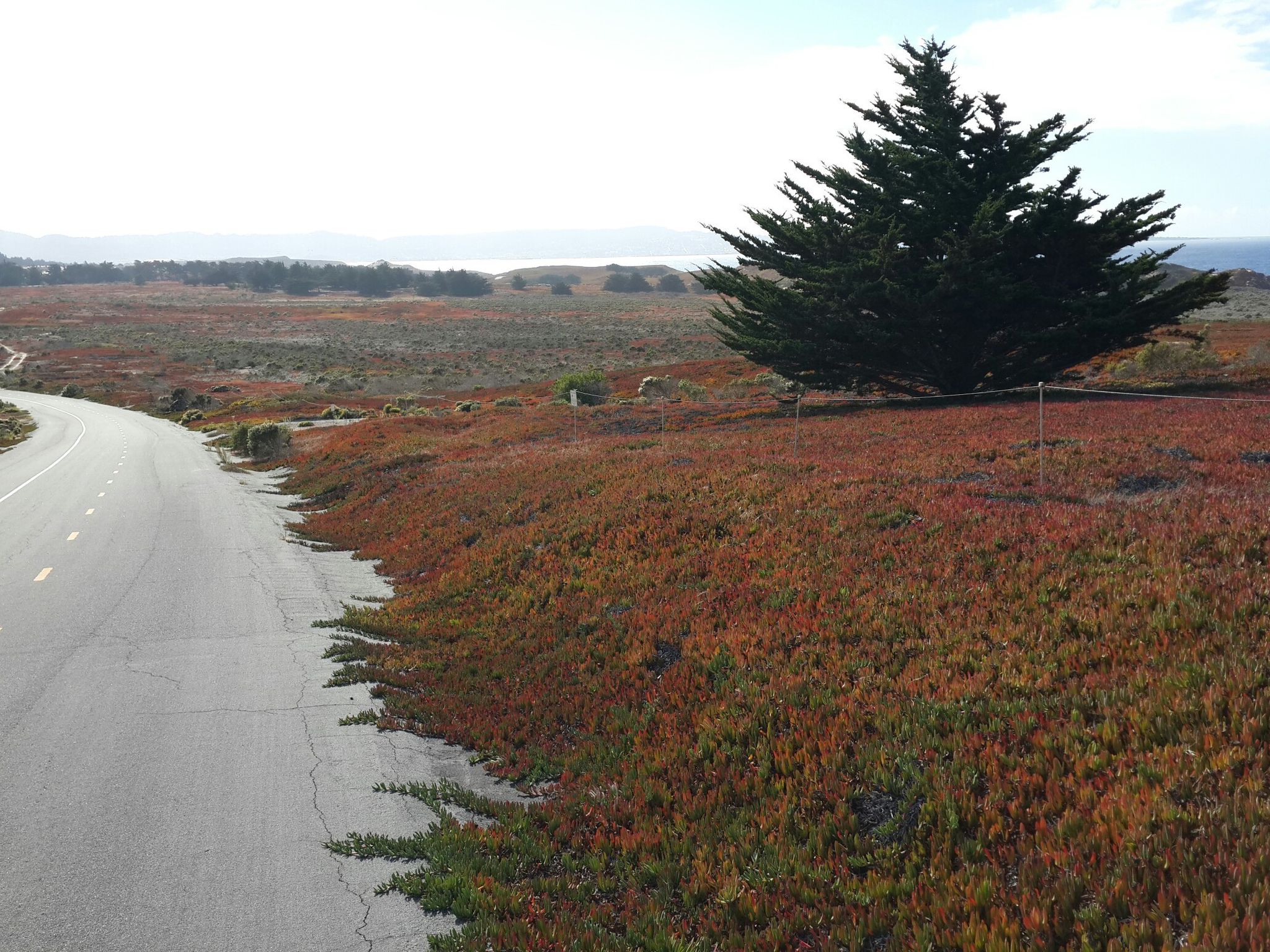 Paved road next to a large evergreen tree and red-orange ground cover. - Fort Ord Dunes State Park – Fort Ord Dunes State Park loop from Marina