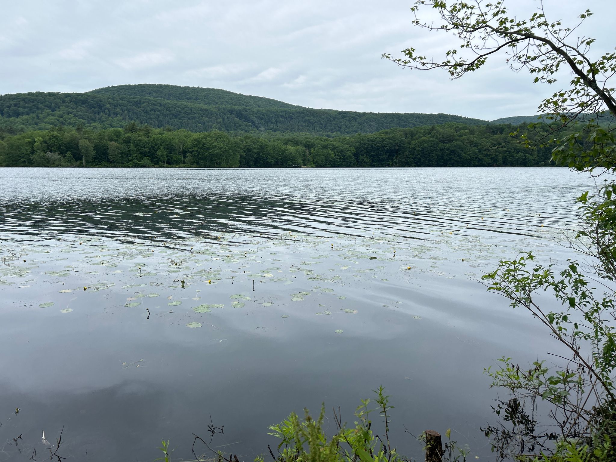Calm lake with lily pads, surrounded by green forested hills under clouds. - Cheshire Reservoir loop from Berkshire Mall