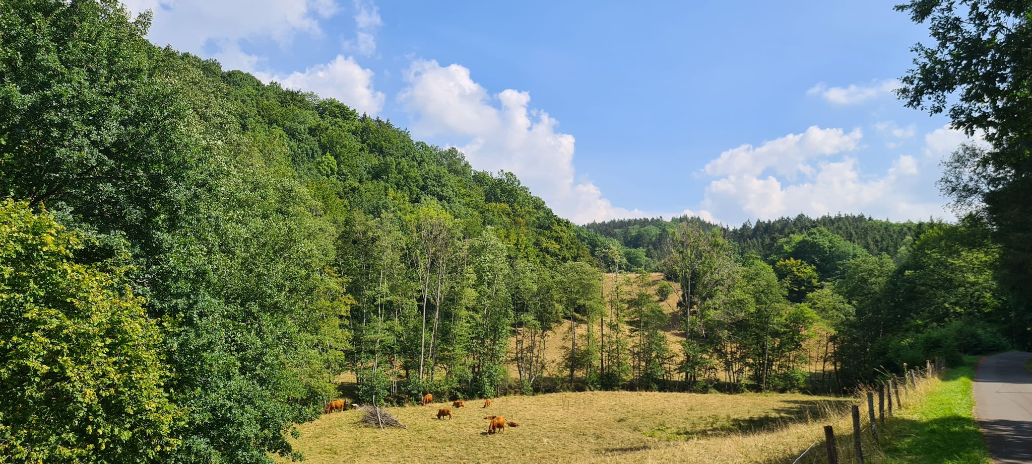 Schöner Weideplatz im Braunebachtal