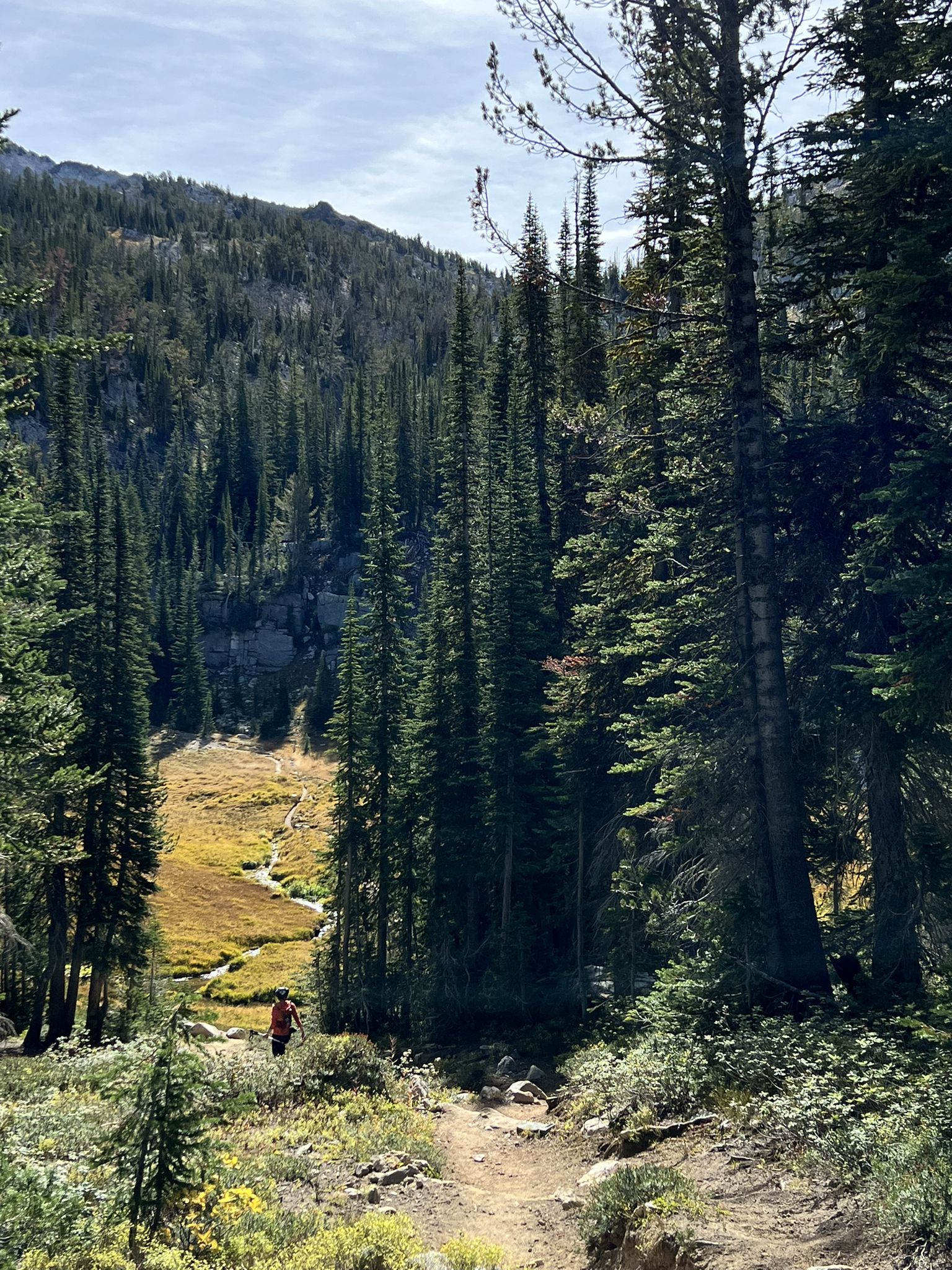 Hiker on a dirt trail through a dense evergreen forest and golden meadow. - East Eagle - Imnaha Loop