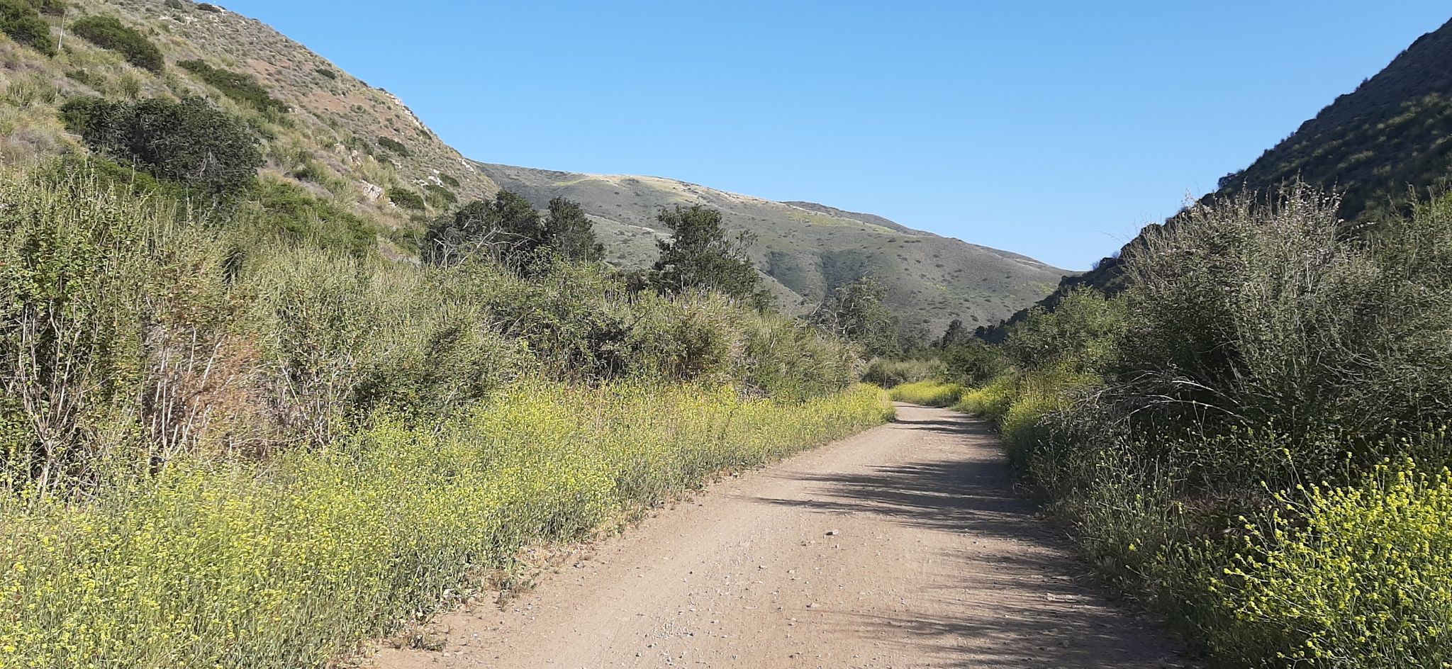 Dirt road winding through a green valley with hills and wildflowers. - Sycamore Canyon and Overlook Trail Loop