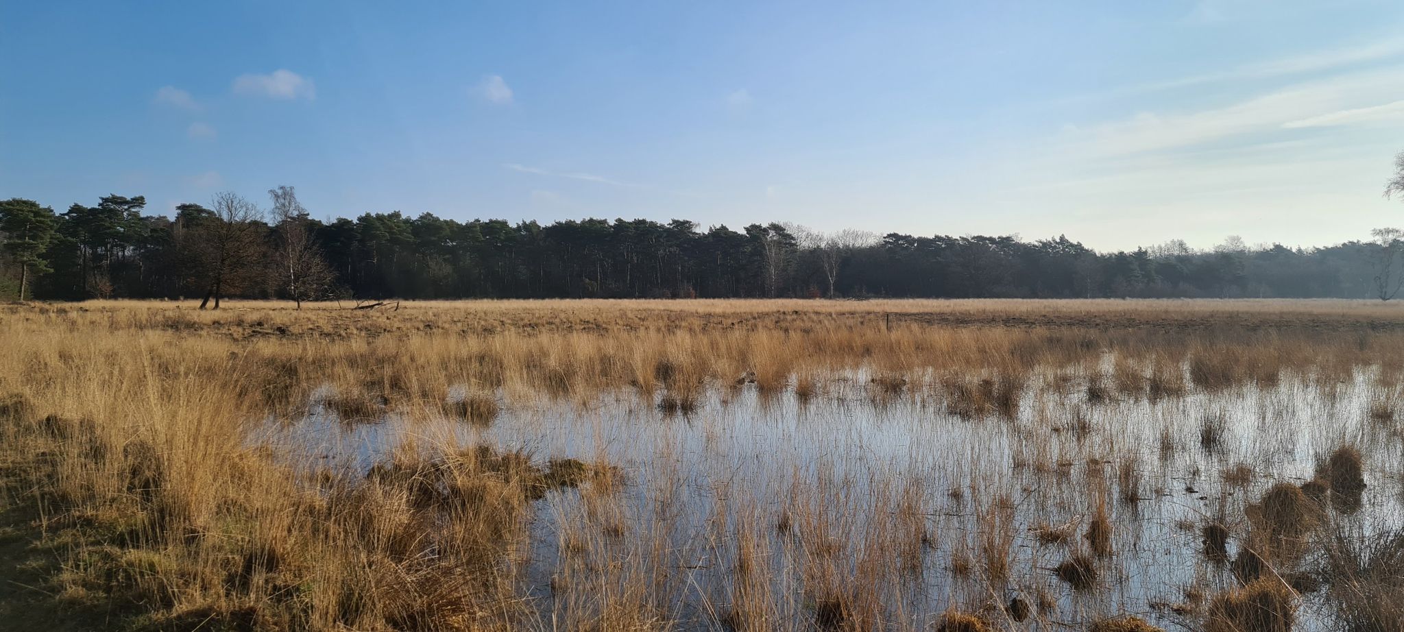 Heidebeheer