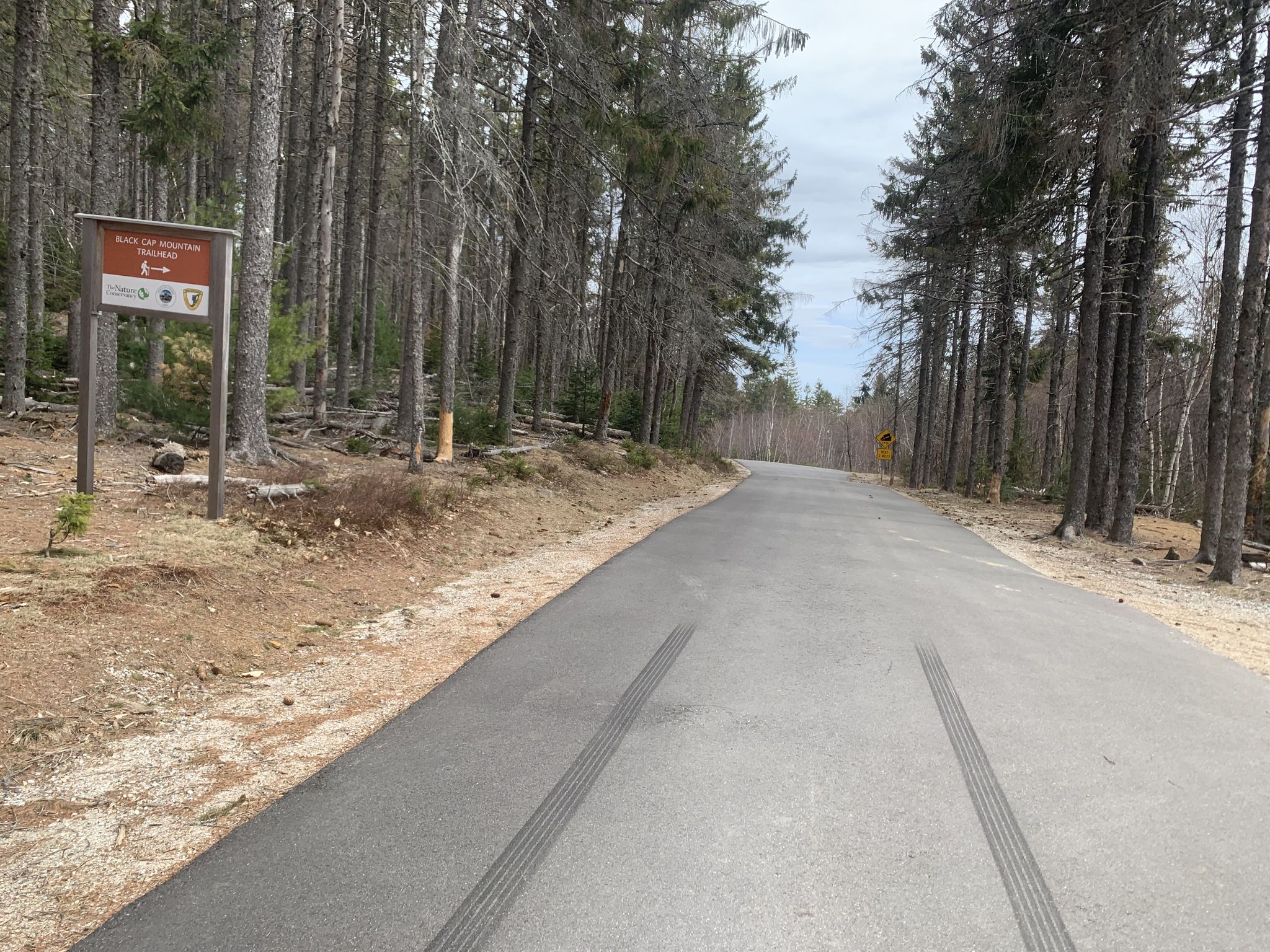 A paved road winds through a dense, tall pine forest on an overcast day. - Hurricane Mountain Road – Mount Washington Viewpoint loop from Dundee Forest