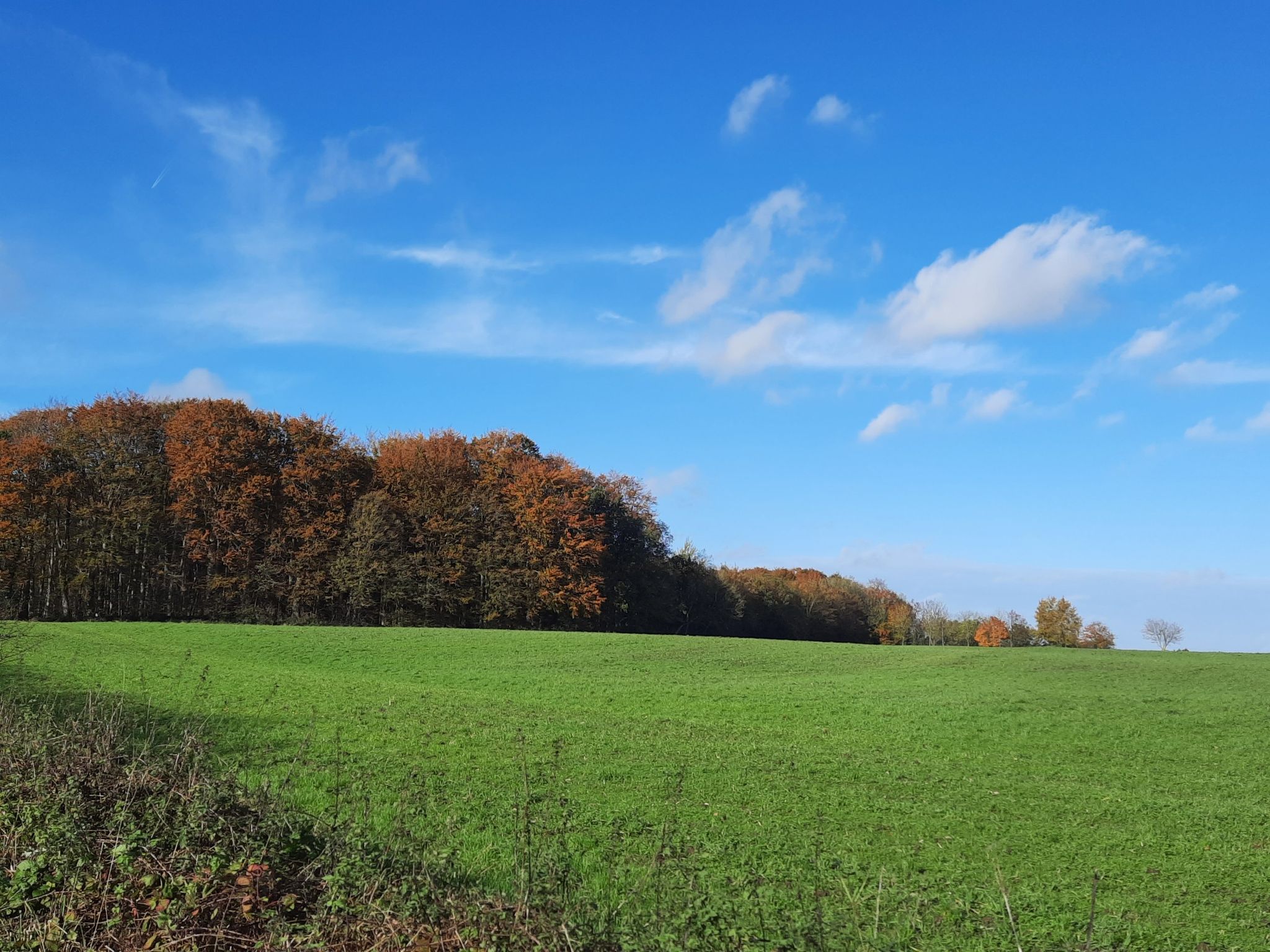 bunt sind alle Wälder, ...