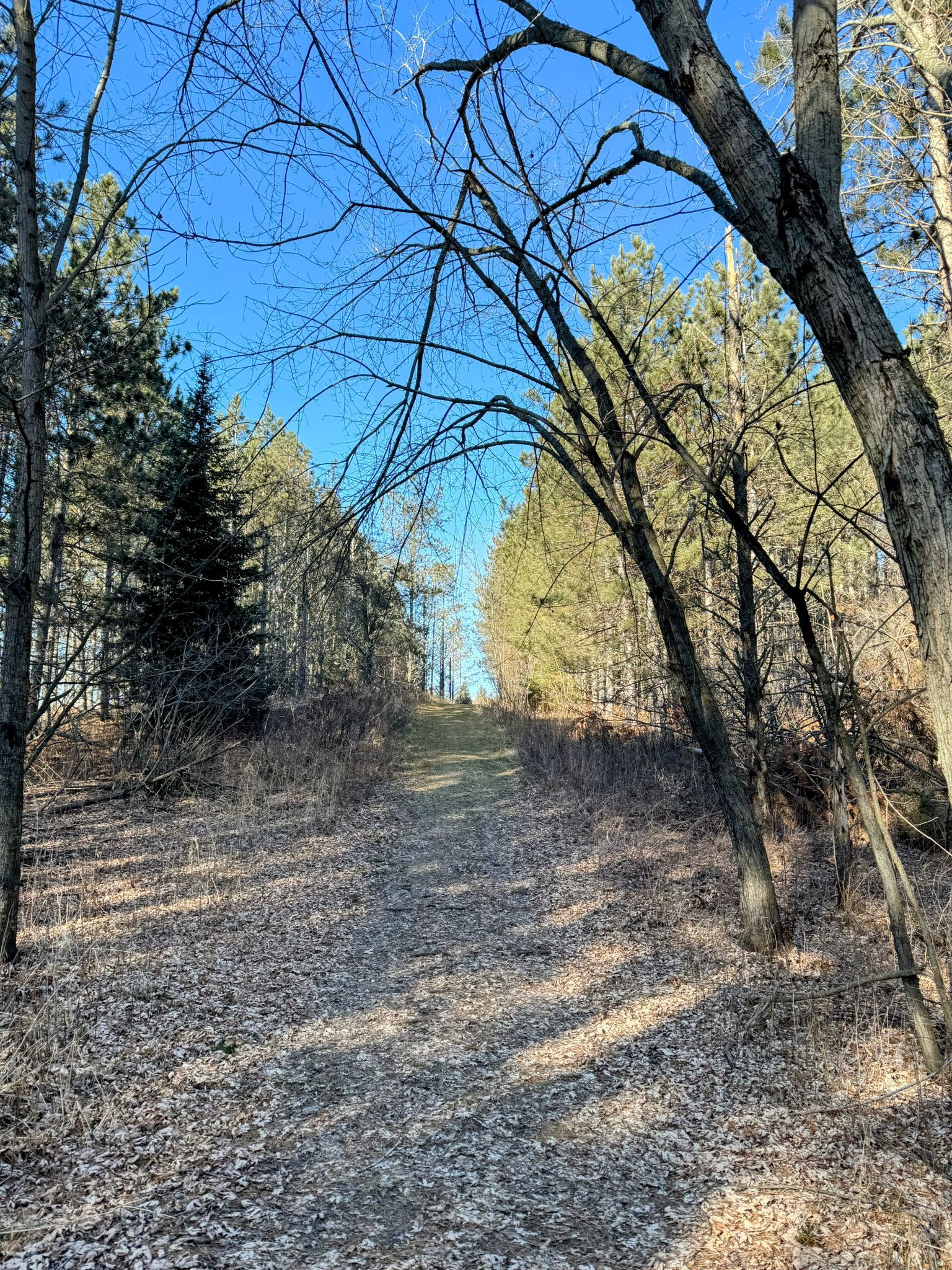 Sunny uphill dirt path through a forest with tall trees and shadows. - Rolling Hills Trail