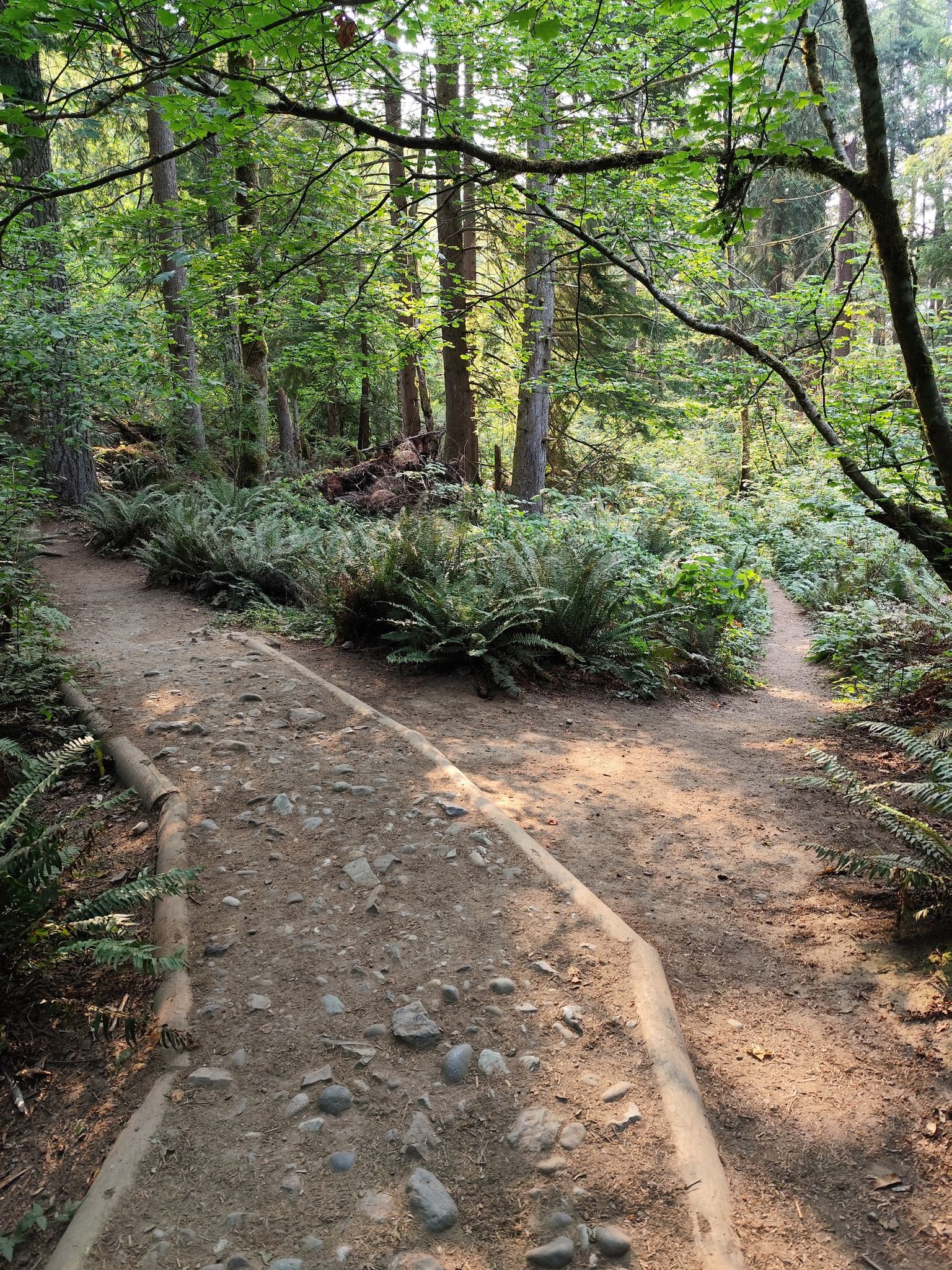 A sunlit dirt trail forks in a dense, green forest with ferns. - Little Si Trail