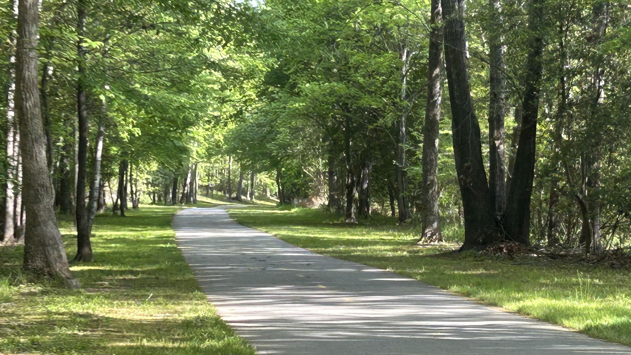 A paved path winds through a sunlit forest with tall green trees. - Neuse River Pedestrian Bridge – Neuse River Greenway loop from Perry Creek Rd at Capital Blvd