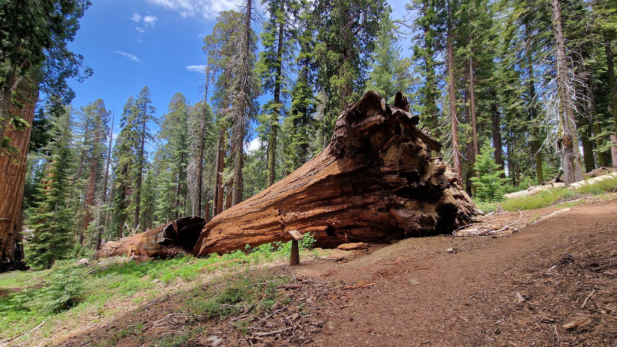 A massive fallen tree trunk lies on a sunny forest floor. - Guardians Loop Trail