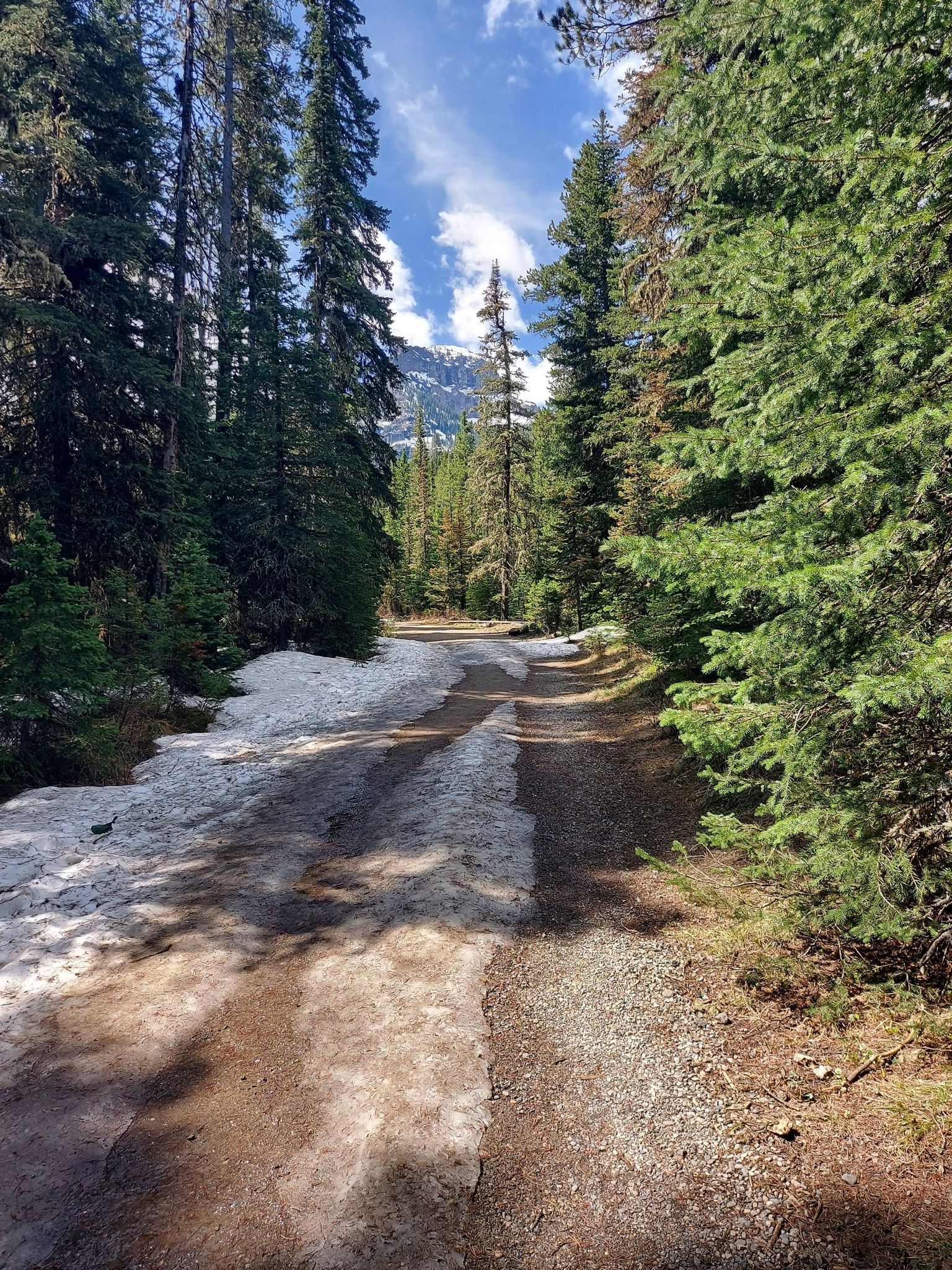 Sunny dirt road through a pine forest with melting snow on the sides. - Hyalite Creek Trail