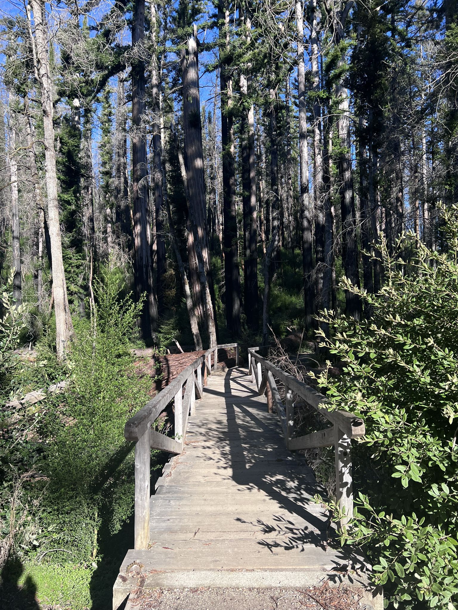 A wooden footbridge leads into a sunlit forest of tall evergreen trees. - Hollowed-Out Giant Sequoia – Skyline to the Sea Trail loop from Buzzards Roost