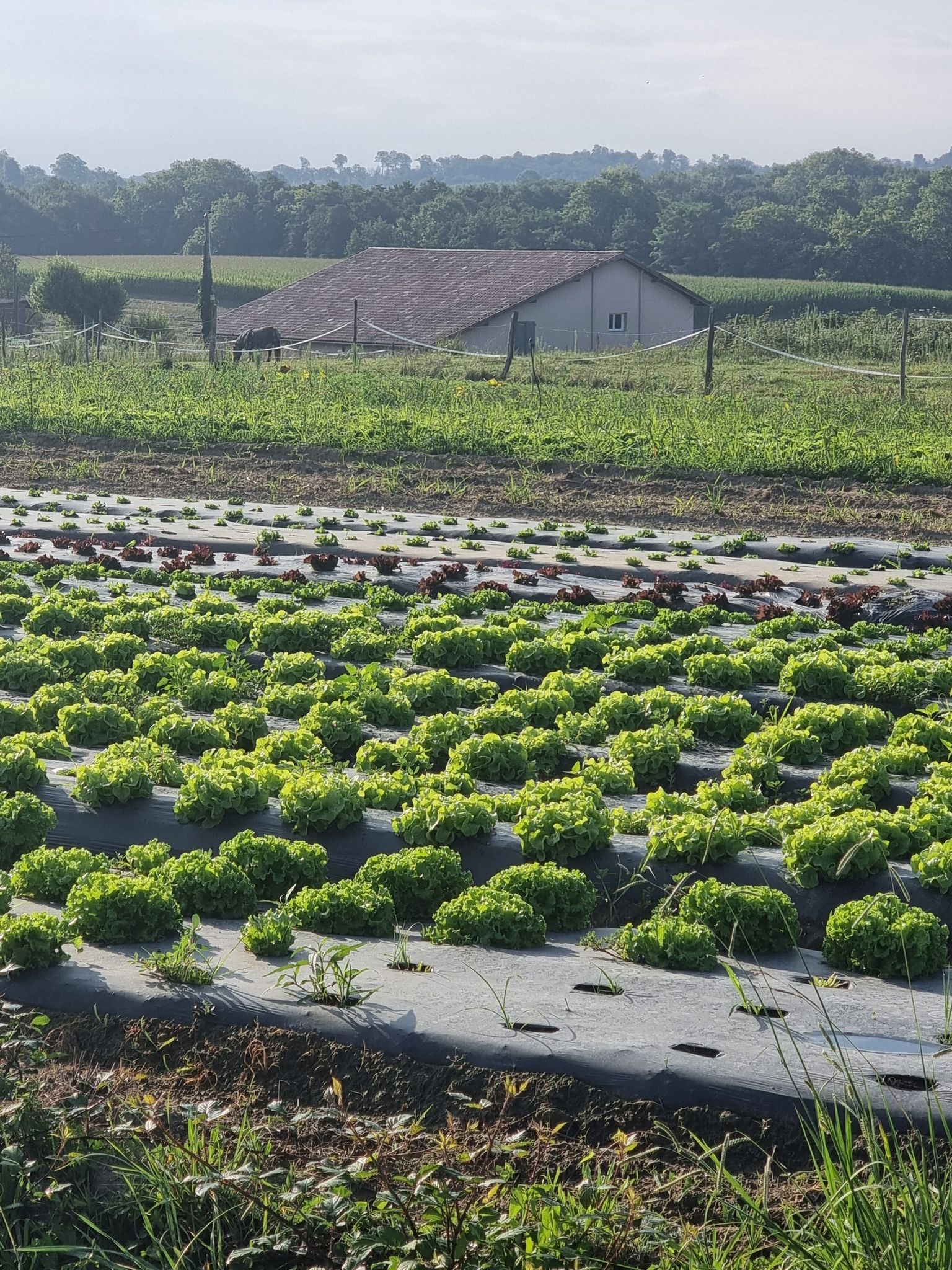 un producteur de Salade qq