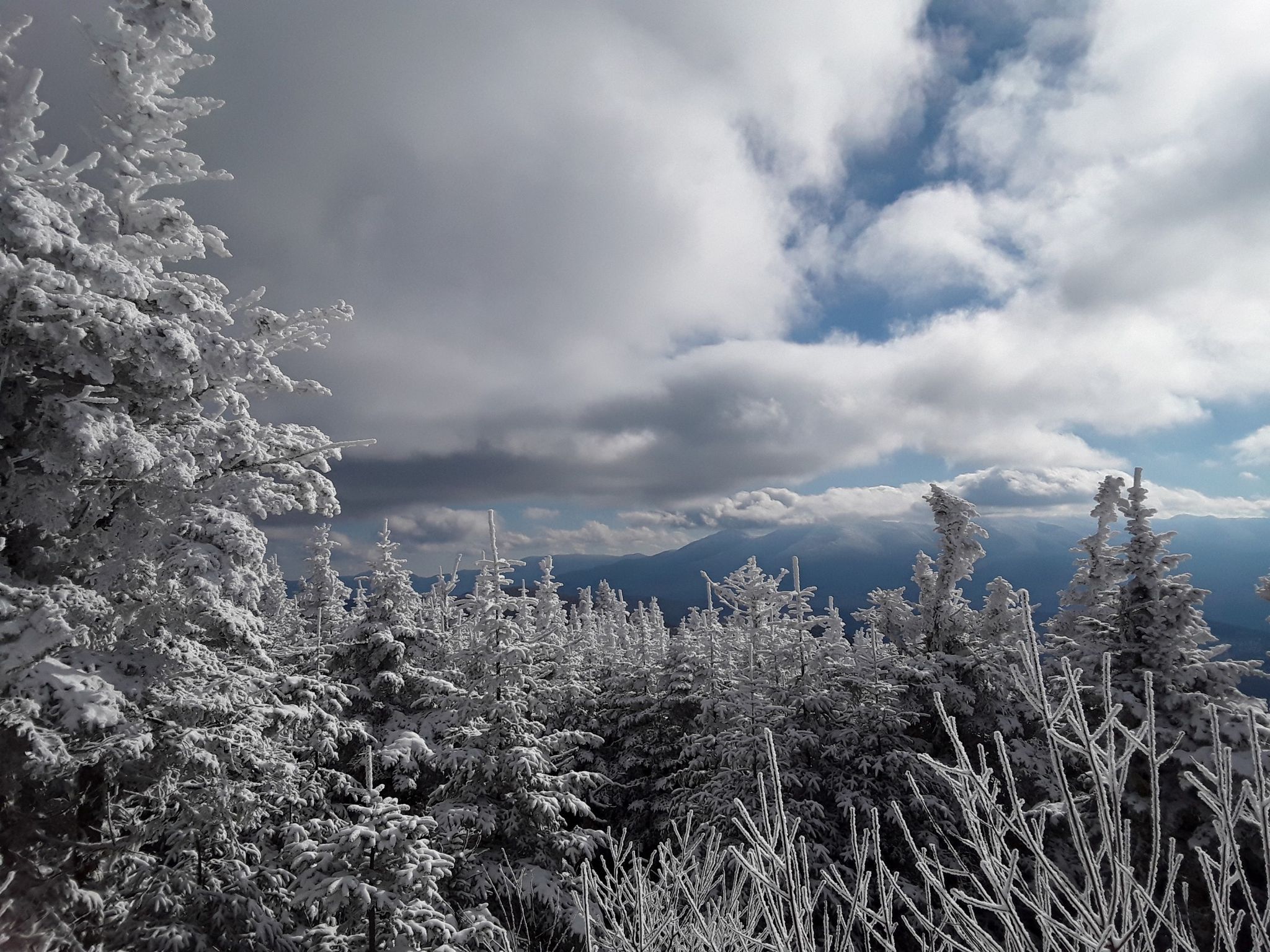 Snow-covered evergreen trees under a cloudy sky with distant mountains. - Starr King Trail