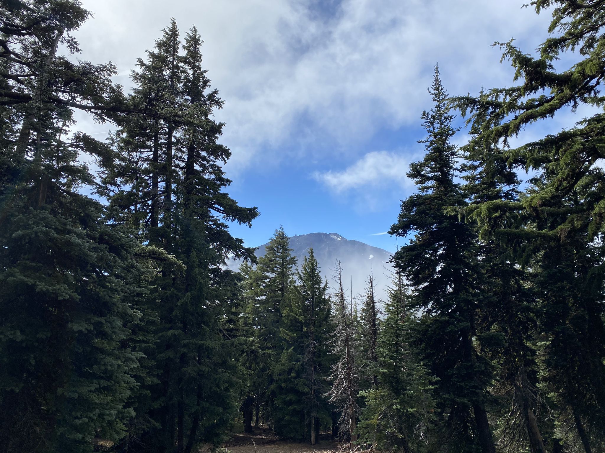 A mountain peak emerges through clouds, framed by tall pine trees. - Tumalo Mountain Trail