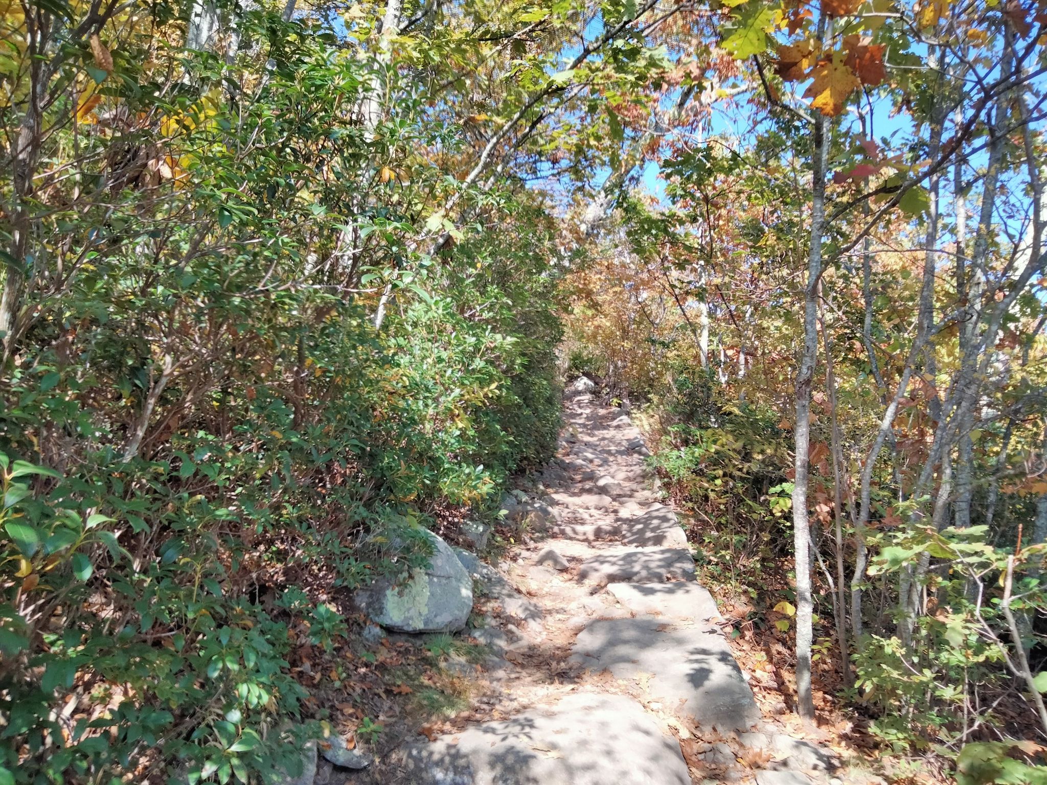 Shaded forest path lined with green bushes and trees, dappled sunlight. - Marys Rock loop from Marys Rock