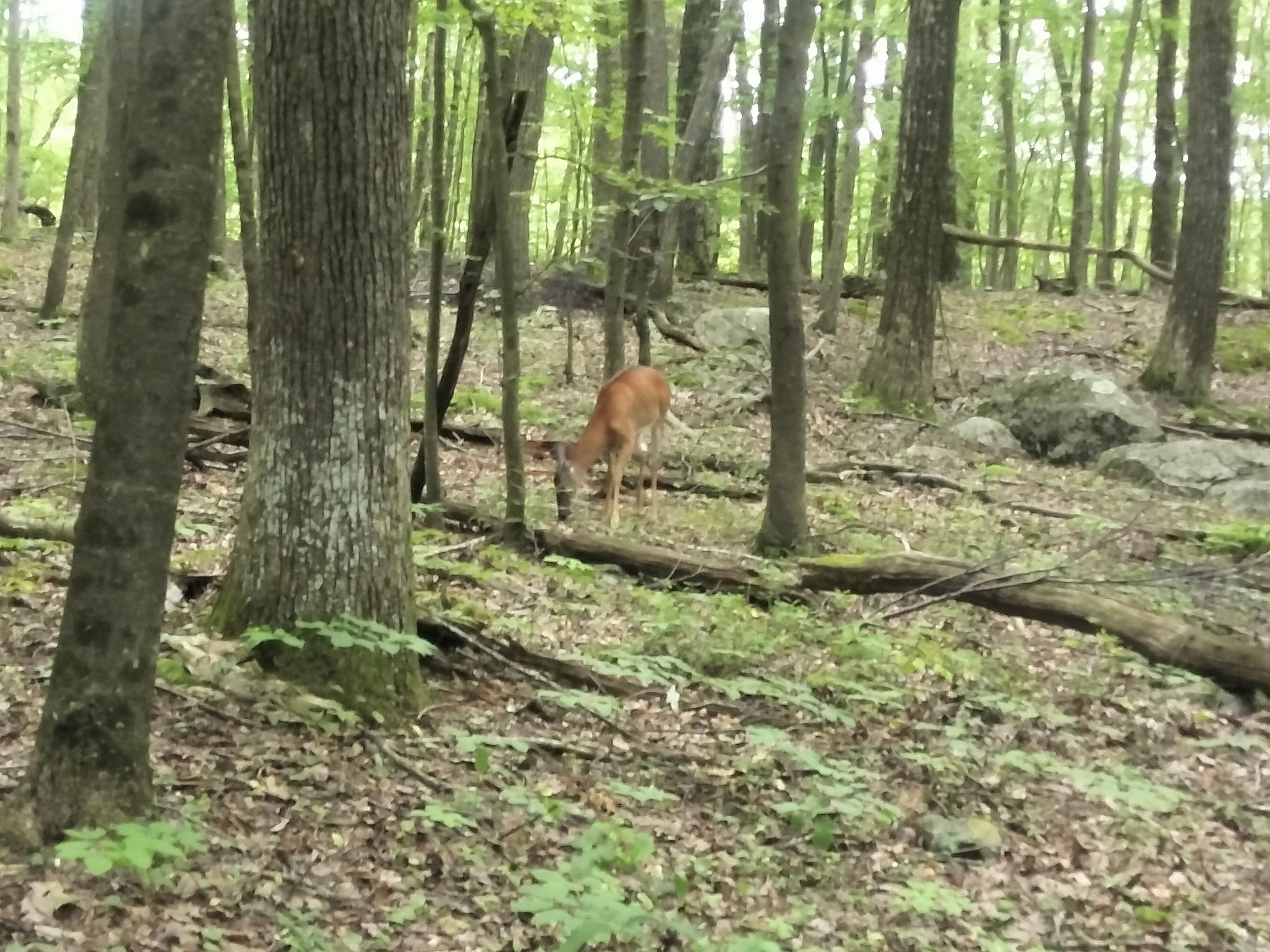 A deer stands in a dense, green forest with dappled light. - Culver Tower Loop