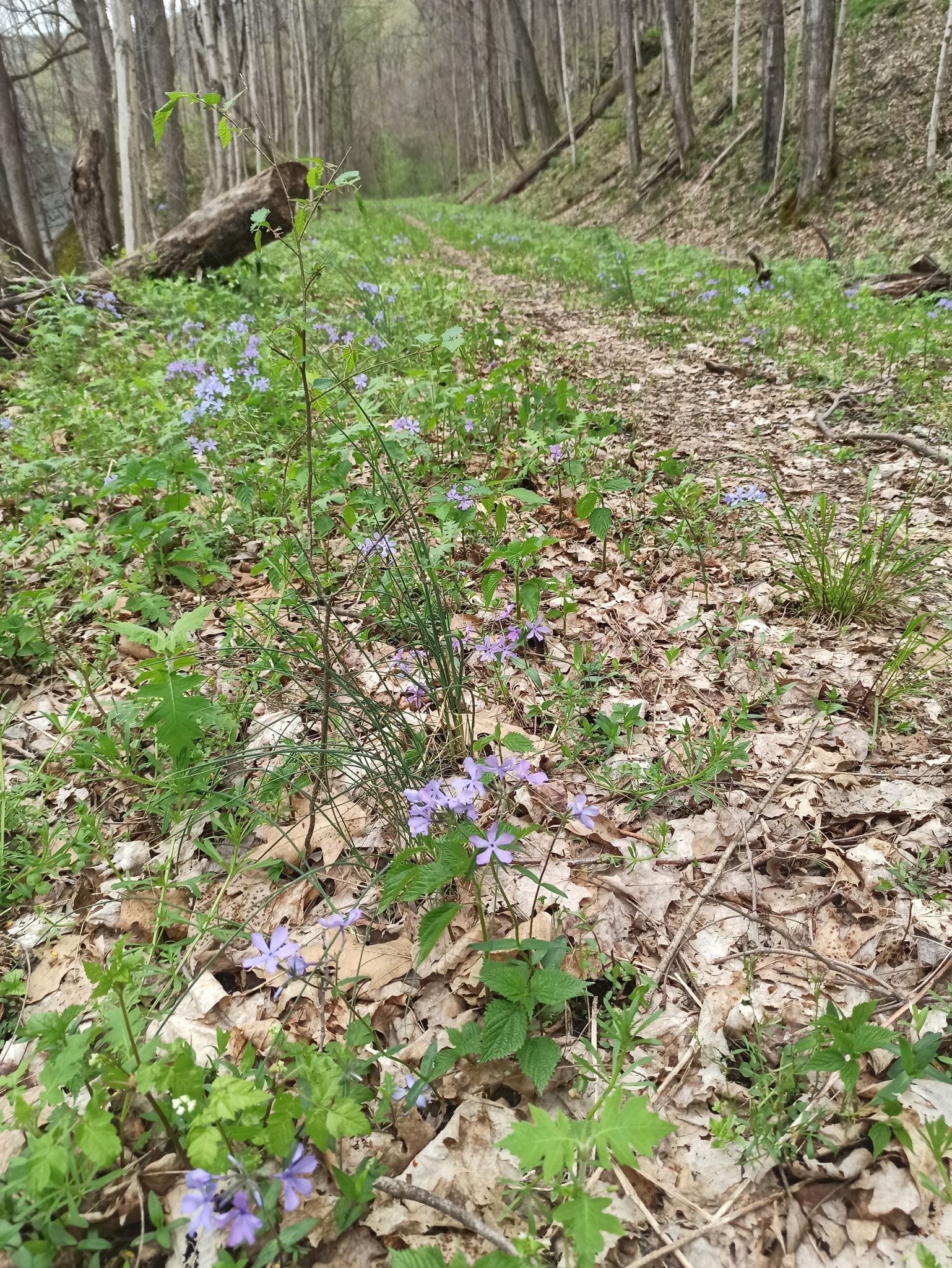 A forest path is lined with purple wildflowers and fallen leaves. - Headhouse, Tipple & Keenys Creek loop