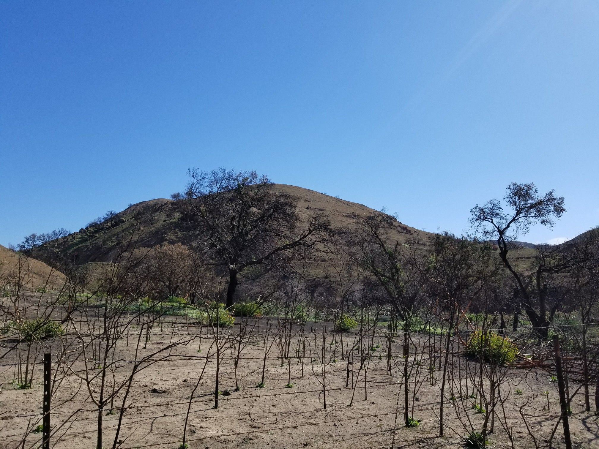 Bright day over a dry, hilly landscape with bare trees and clear sky. - Barham Ridge Trail viewpoint – Roadrunner Loop trailhead loop from Santiago Canyon College