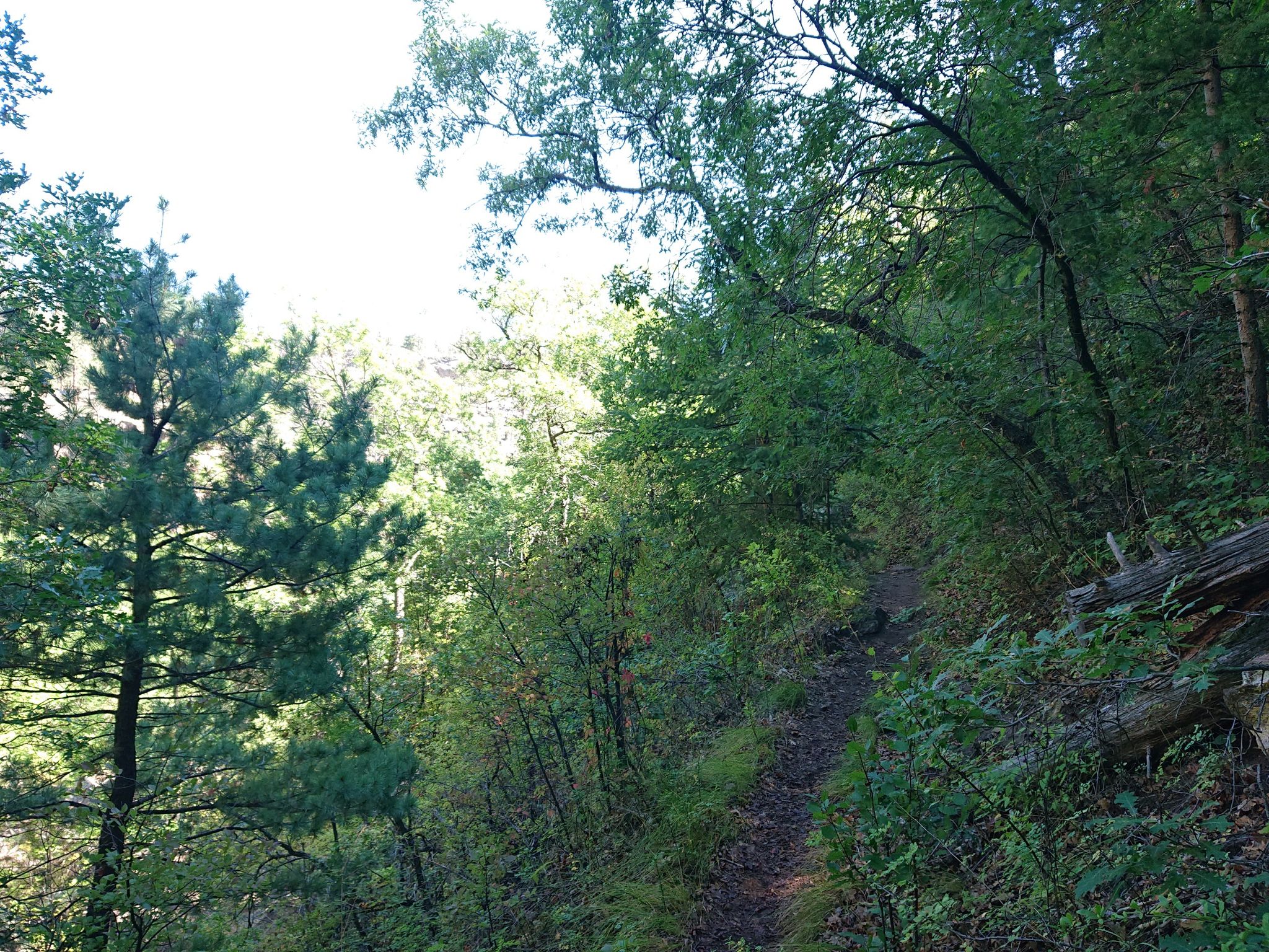 A sunlit, narrow dirt path winds uphill through a dense green forest. - Pueblo Rim/Canyon Loop