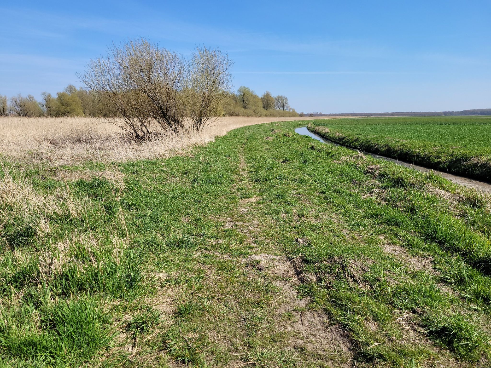 Naturbelassener Weg am Schilfgürtel entlang nach Süden