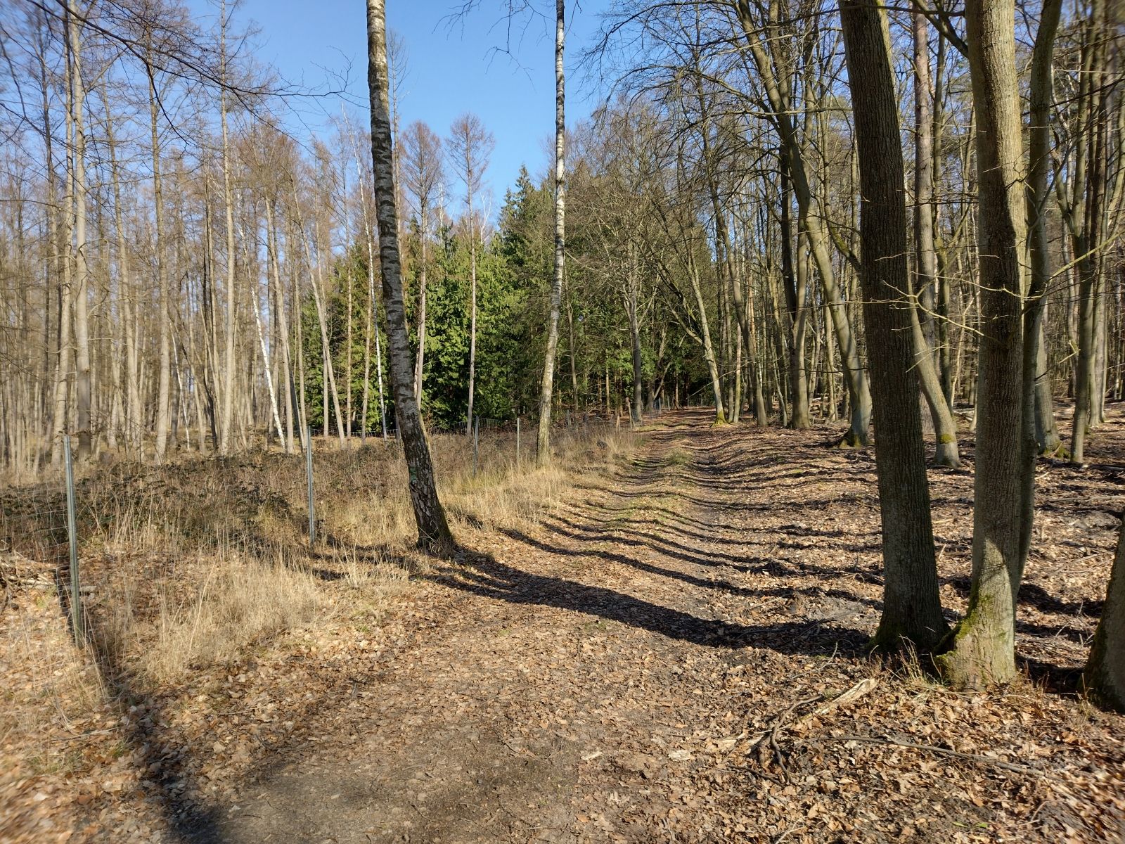 Am Abzweig zum Diebelsee - Kleiner Thujenwald schon sichtbar