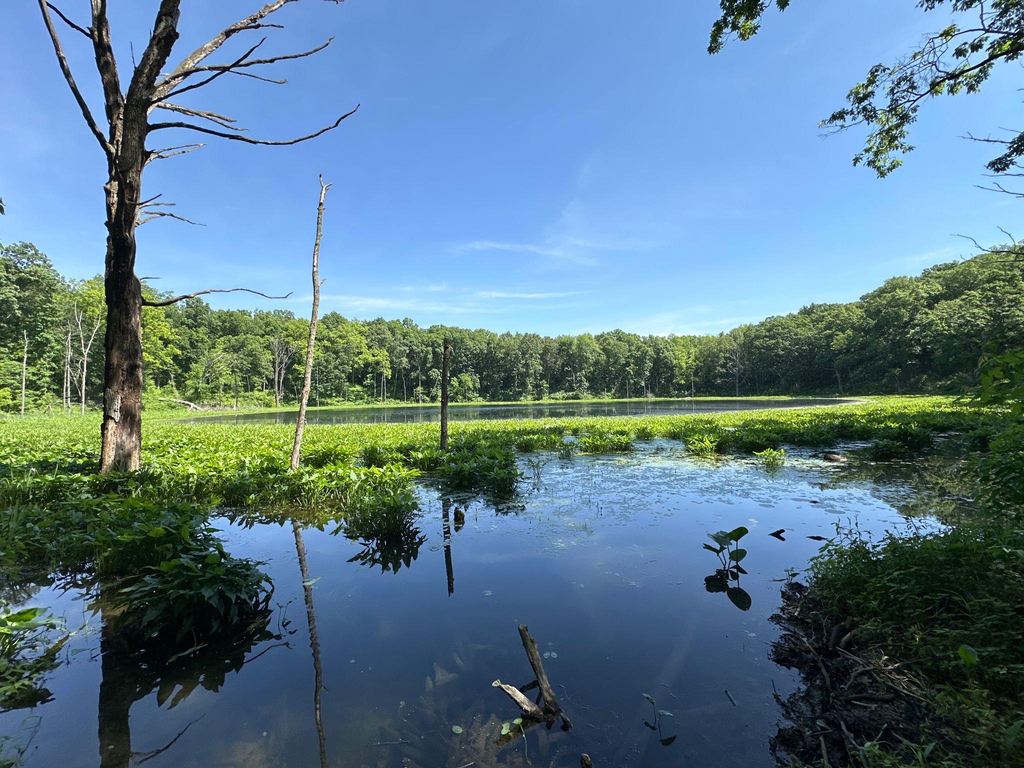 Calm water with green plants and dead trees, surrounded by forest under blue sky. - Stanley Schoolhouse – Bowen Lake loop from Chain O'Lakes State Park