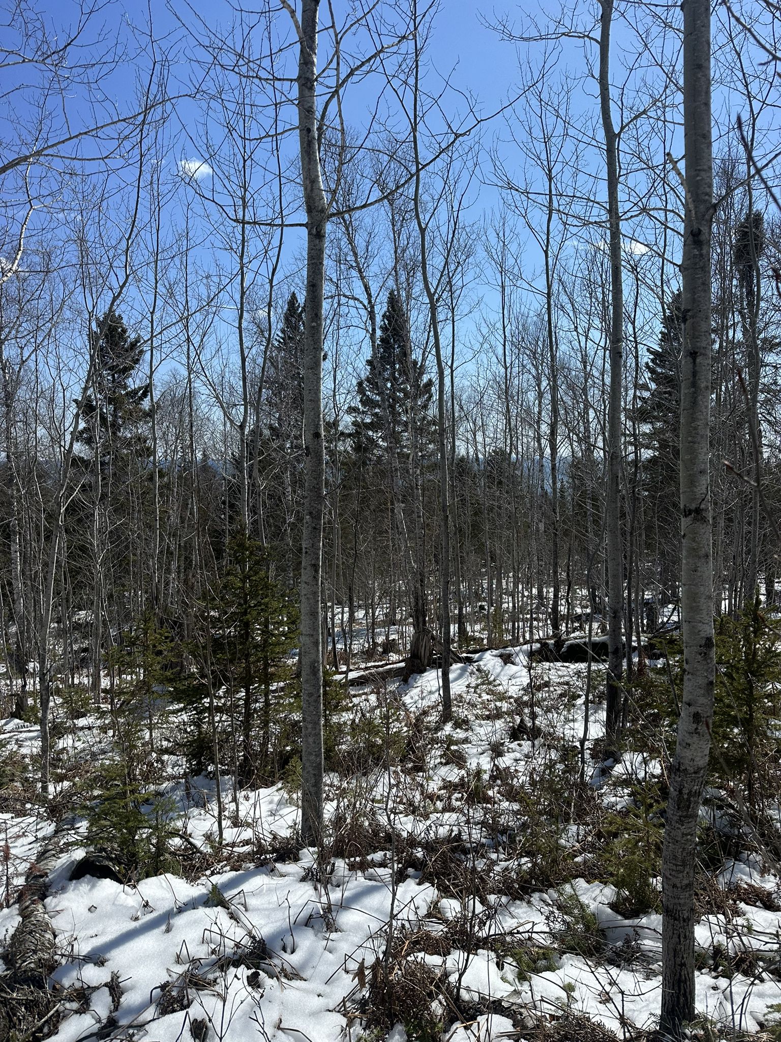Snowy forest with bare trees and evergreens under a bright blue sky. - Superior Hiking Trail: Caribou Trail to Cascade River State Park