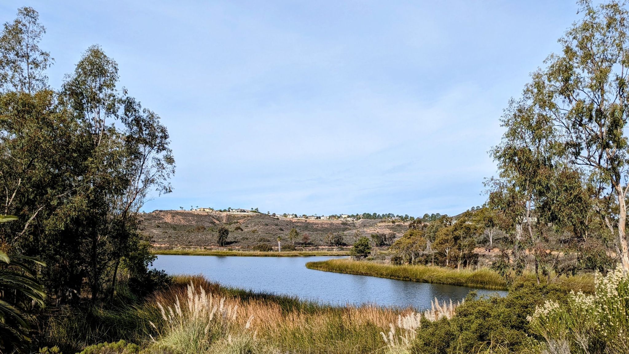 Calm lake surrounded by tall grasses and trees under a bright blue sky. - Lake Miramar Loop Trail