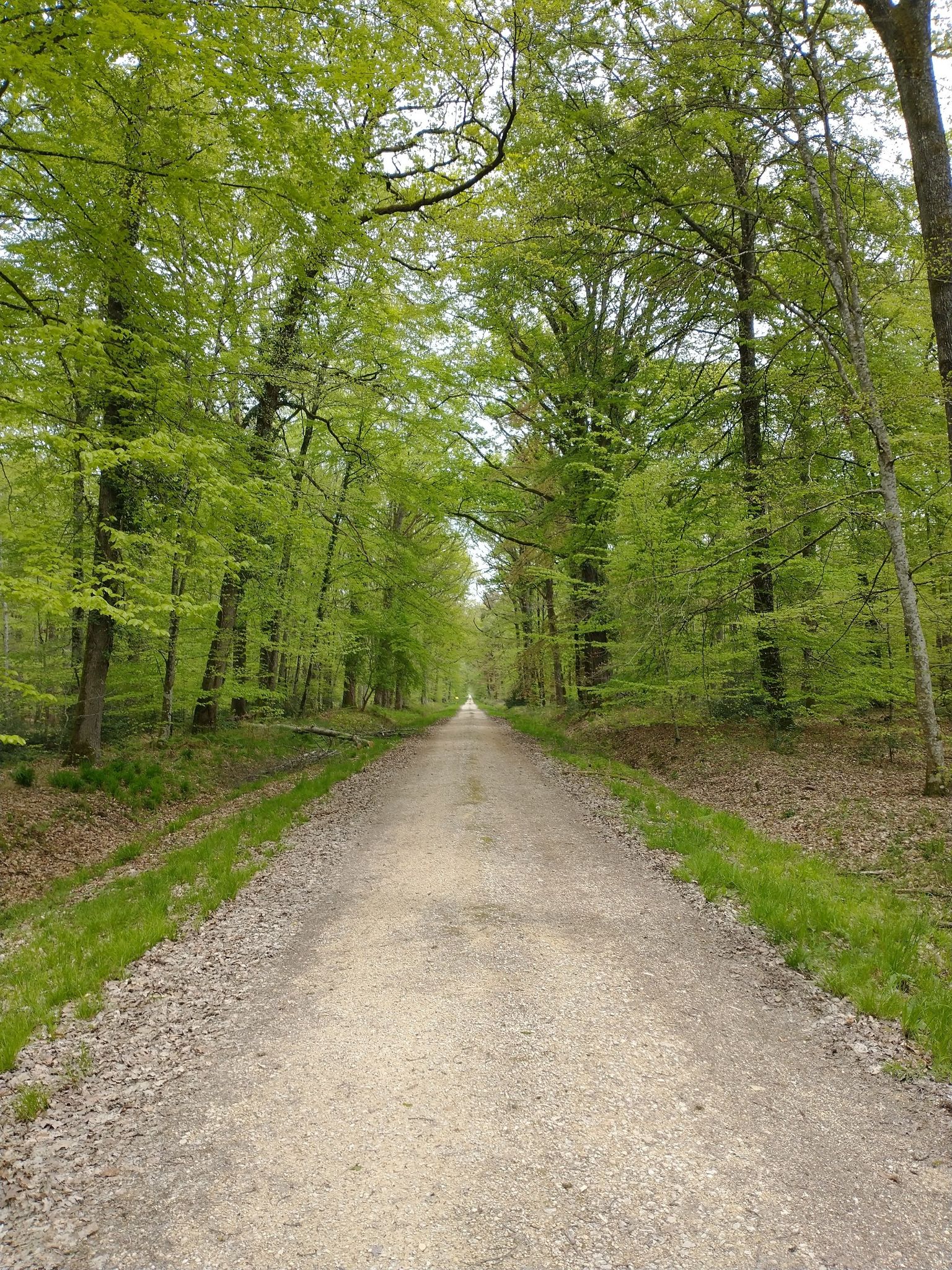 chemin forestier
