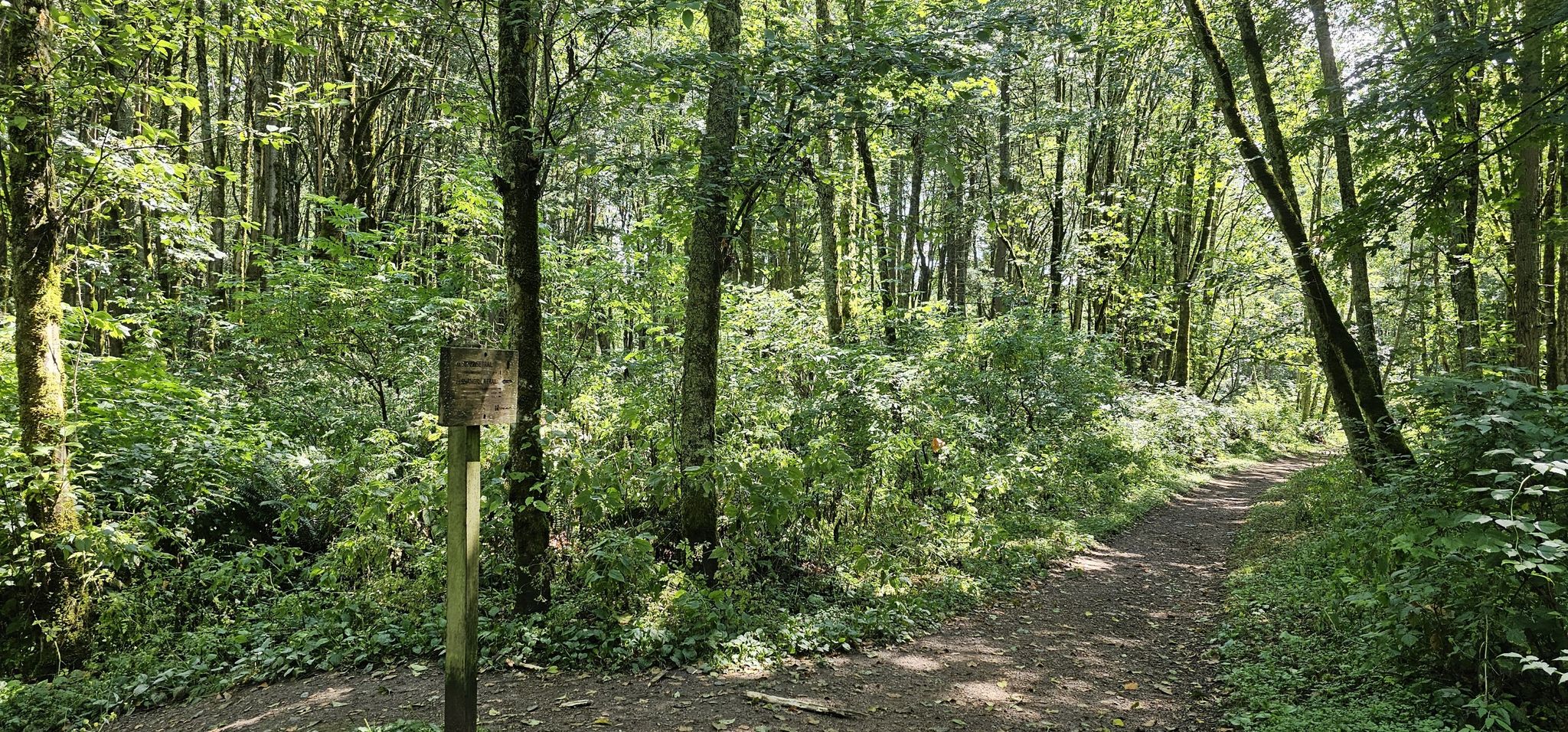 A dirt path forks in a dense, green forest with a wooden post. - Cougar Mountain Peak – Coal Creek Falls loop from Lake Sammamish State Park