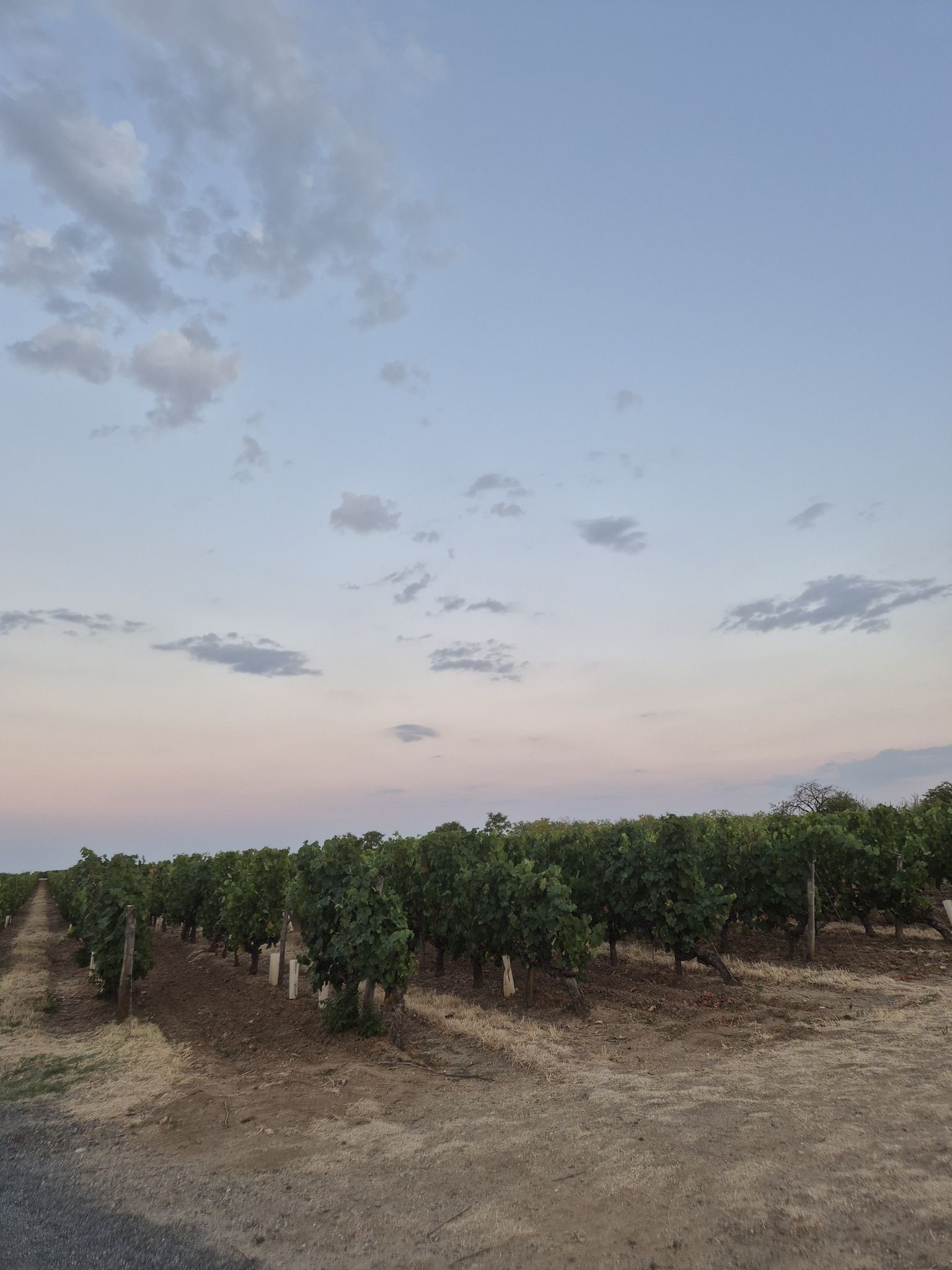 vignes