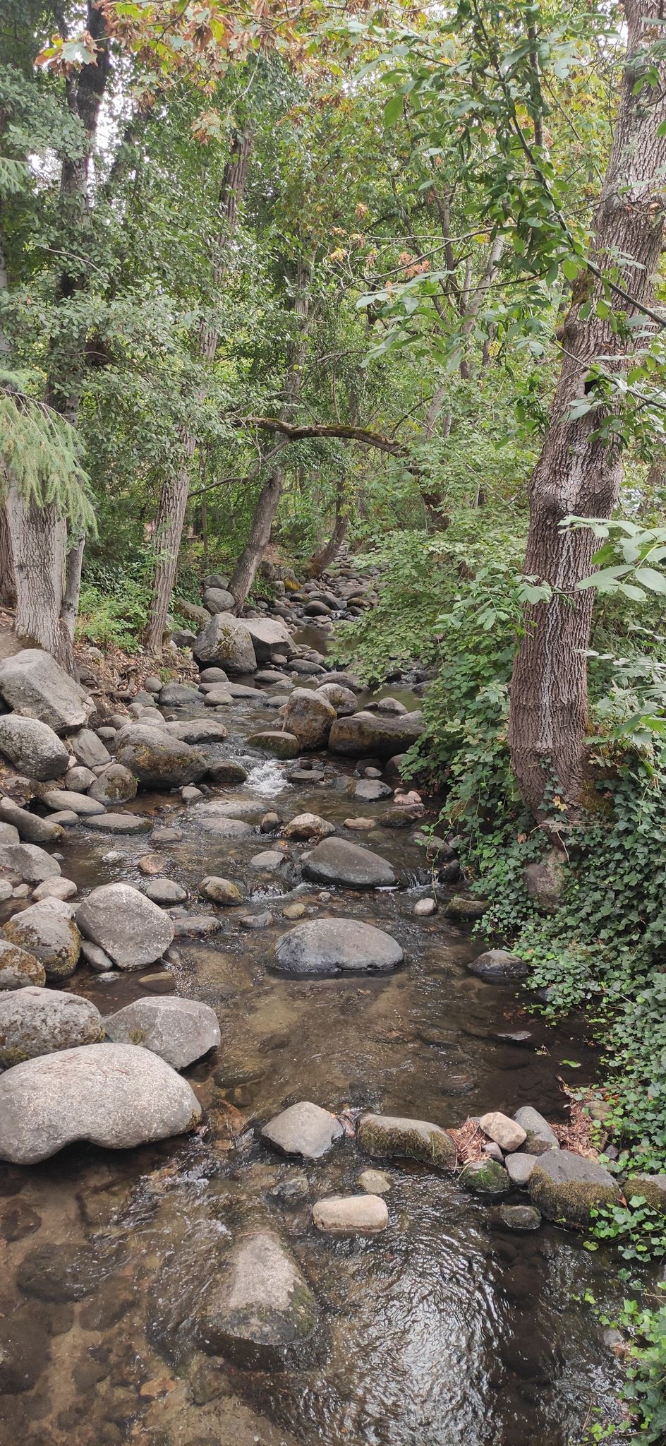 A clear, rocky stream flowing through a dense, green forest. - Oregon Shakespeare Festival – Guanajuato Street loop from Southern Oregon University