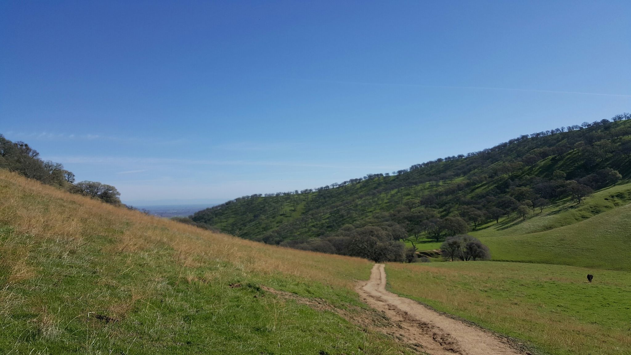 A dirt path winds through bright green, sunny rolling hills under a clear sky. - Hardy Canyon, Miwok, Murphy Meadow Loop