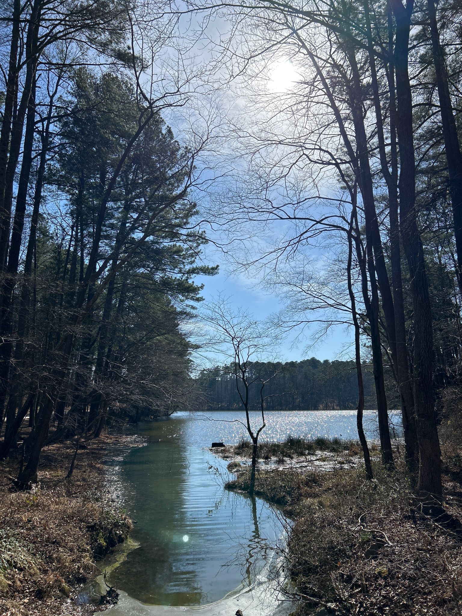 A narrow stream flows into a sunny lake surrounded by dense forest. - Walnut Creek Bridge – Johnson Lake Viewpoint loop from Athens Drive High School