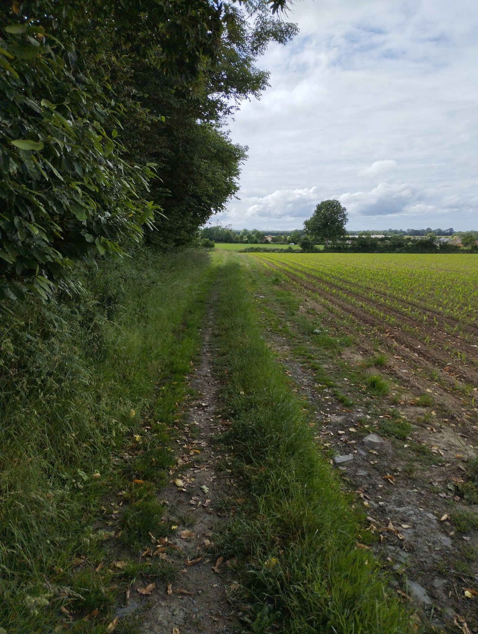 chemin de terre