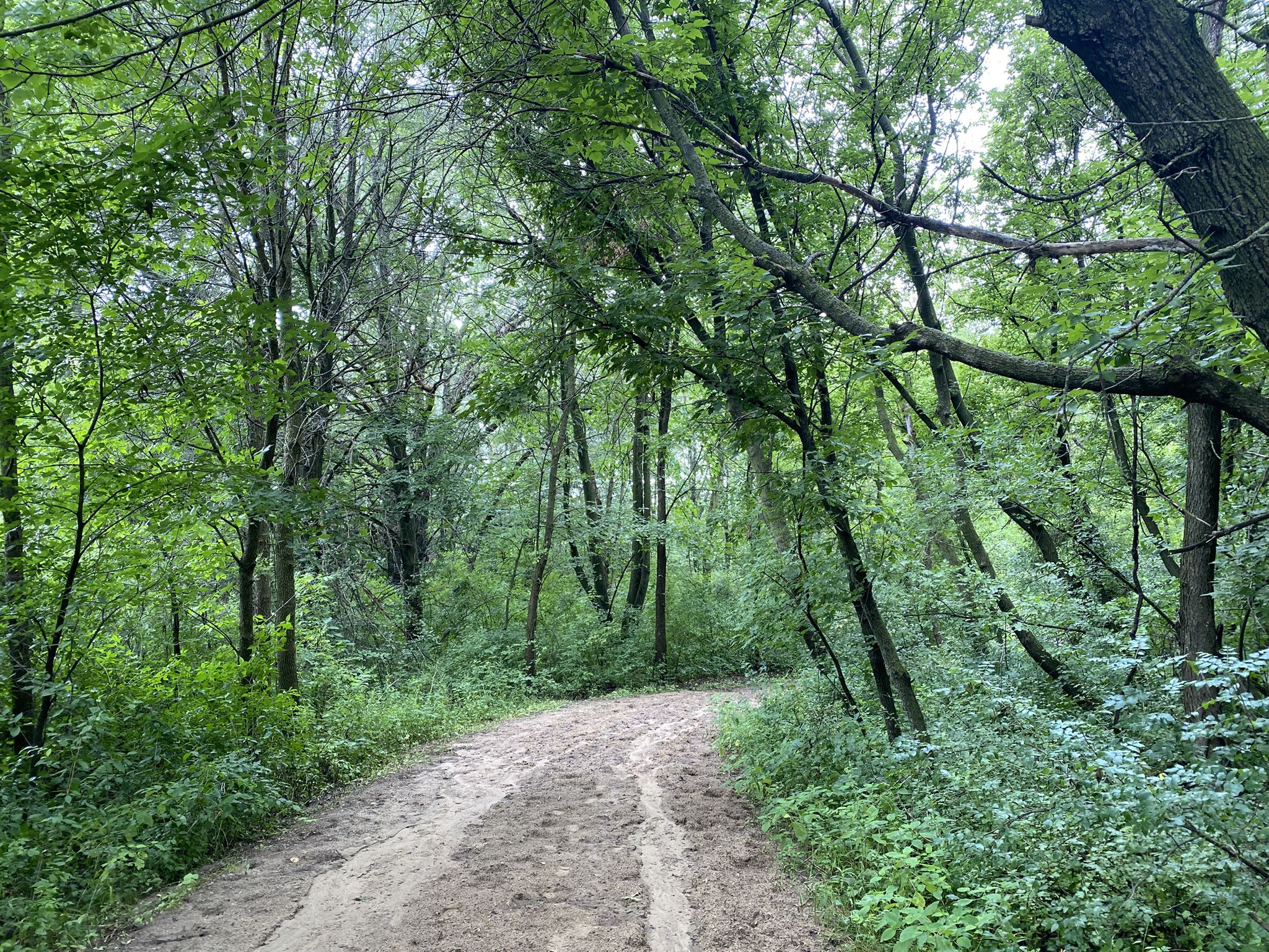 A dirt path winds through a dense green forest on an overcast day. - Crow Hassan Snowshoe Loop